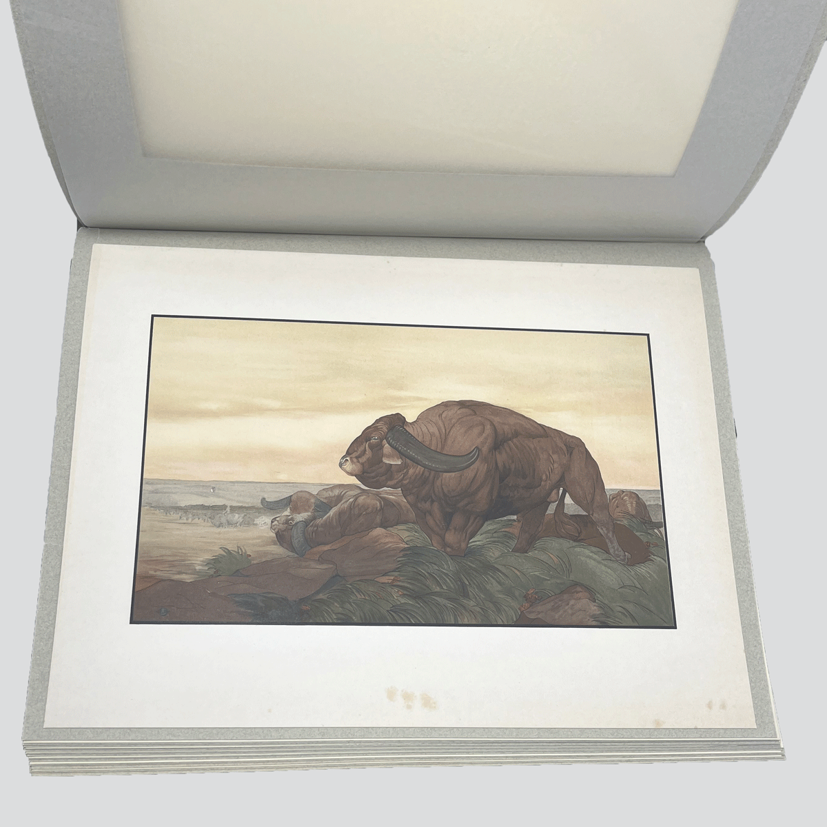 Detmold-Jungle-Book-Illustrations-27.jpg