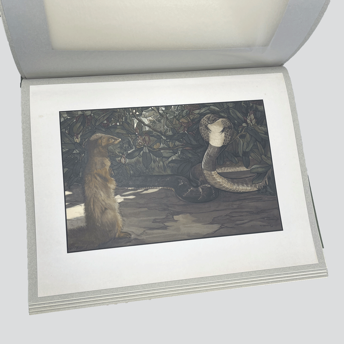 Detmold-Jungle-Book-Illustrations-6.jpg