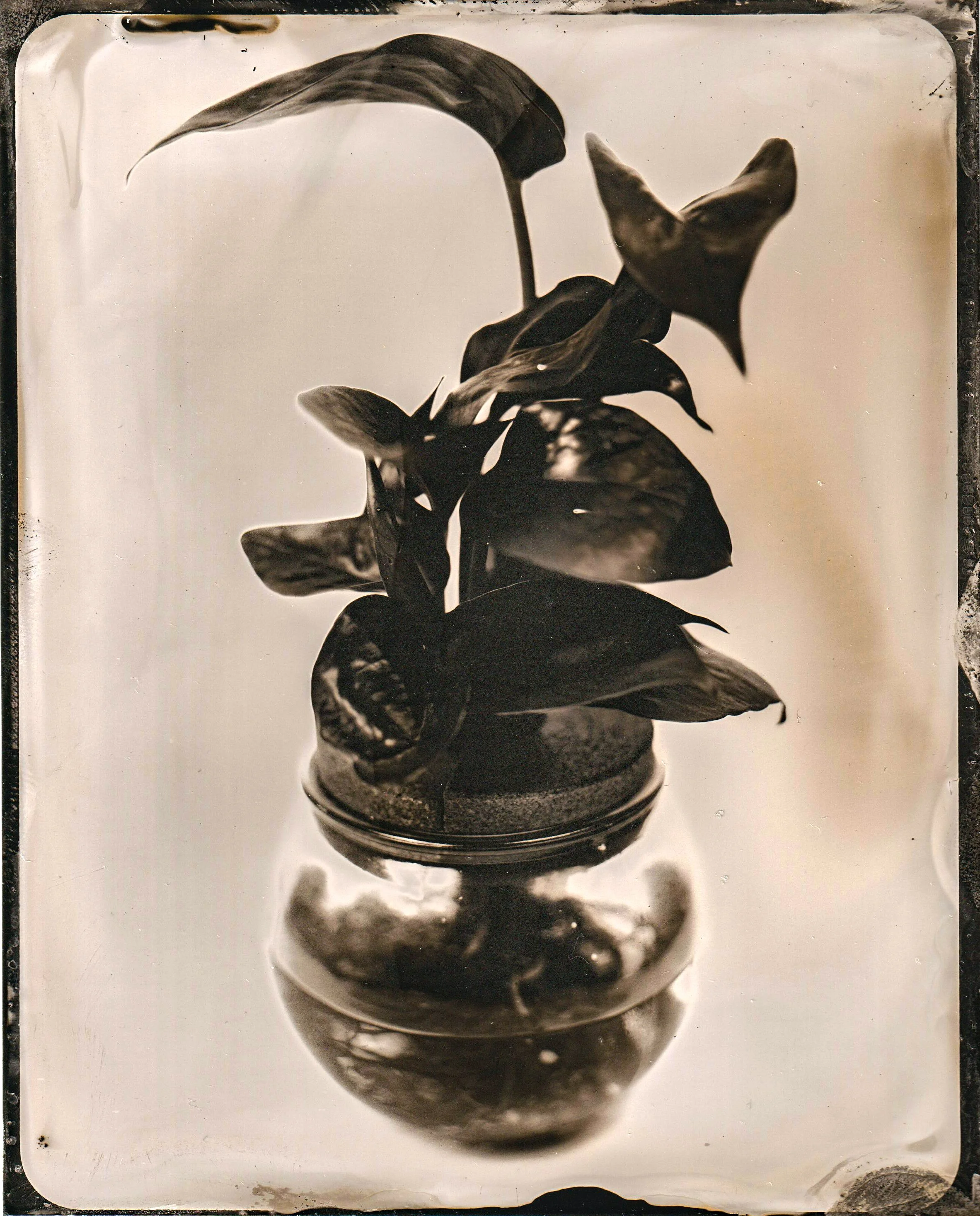 Tintype Study- Houseplant 4x5 Lg. format
