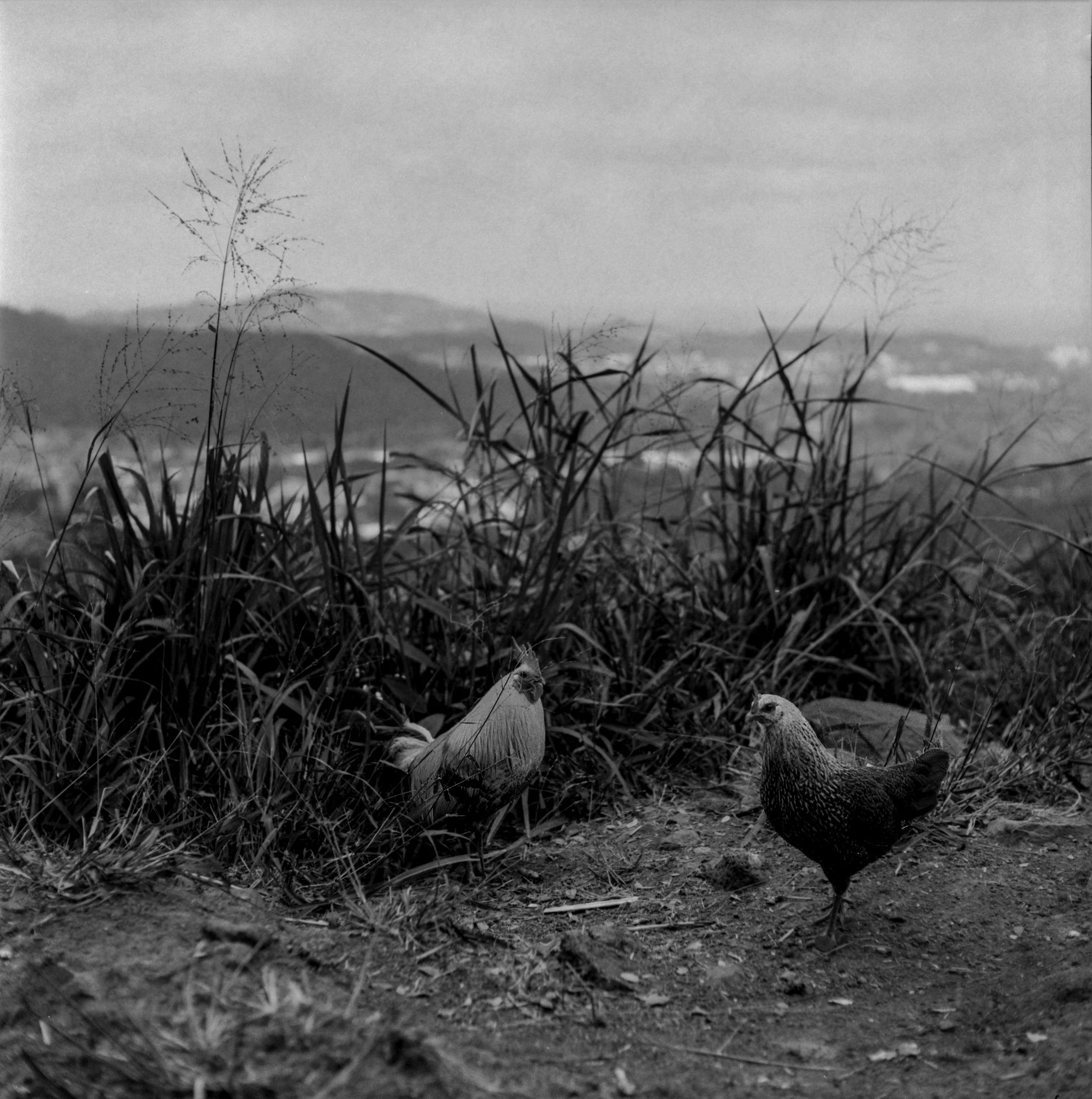 Chickens in Oahu-medium format 120 film