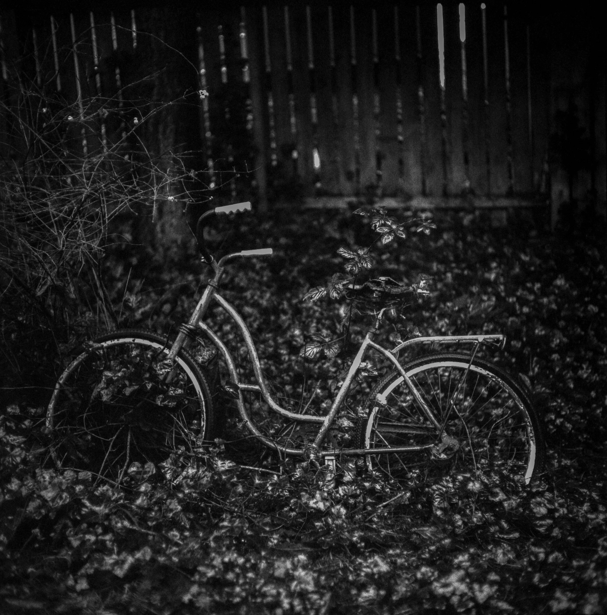 Old Bicycle in ivy-medium format 120 film