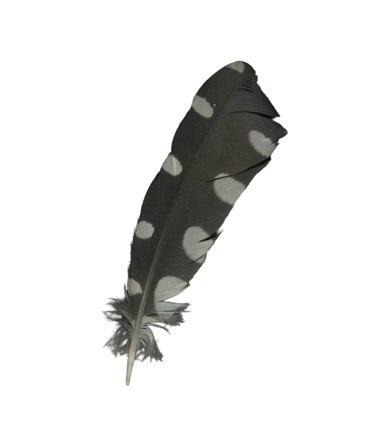 feather.png