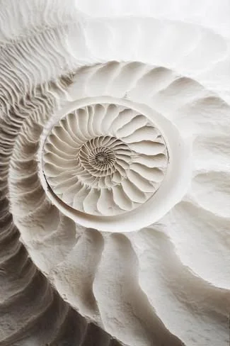 Close-up view of a spiral seashell's interior, showing detailed ridges and a coiled structure.