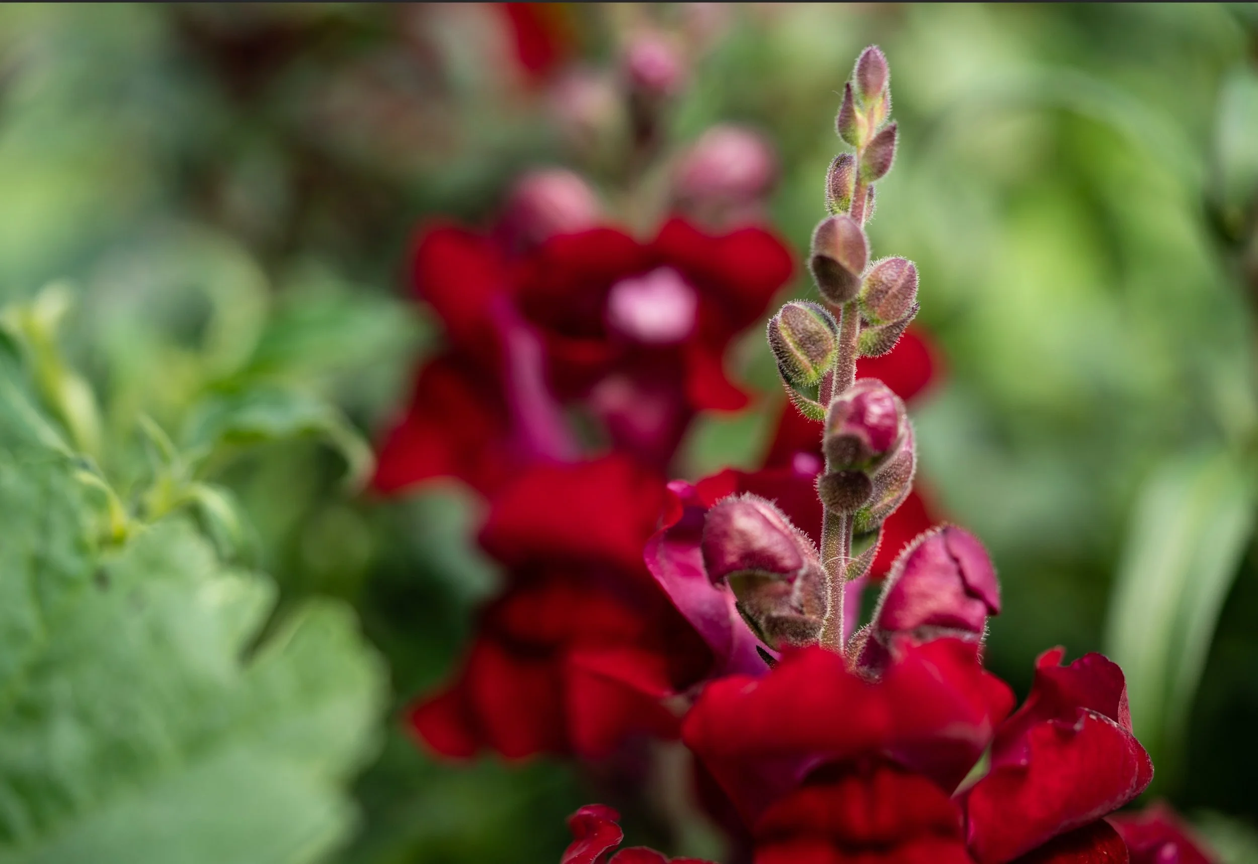Enchantment Creek Apothecary Flower garden in the rockies.jpeg