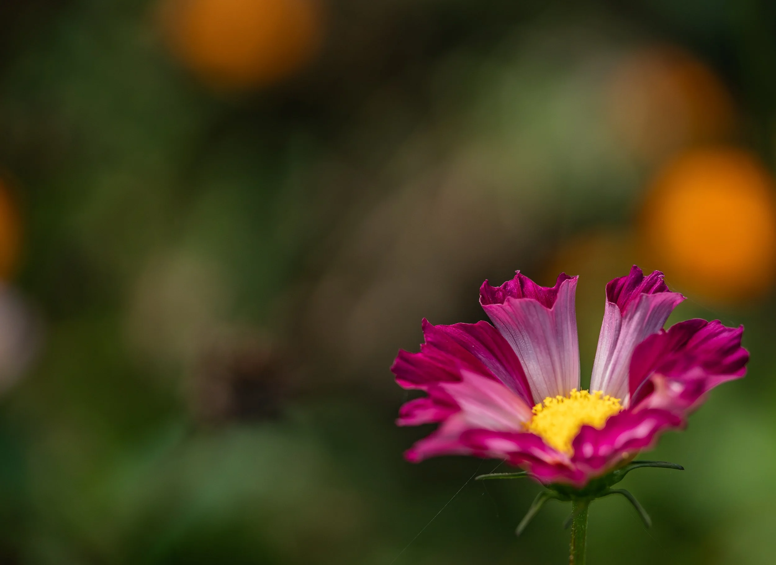 Enchantment creek magical gardens.jpg