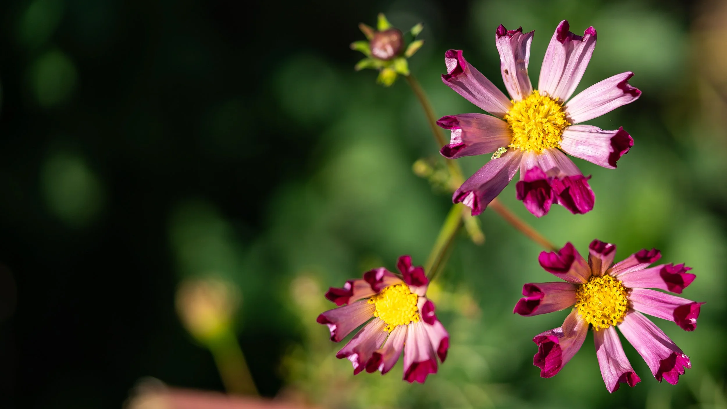 enchantment creek apothecary flowers.jpg