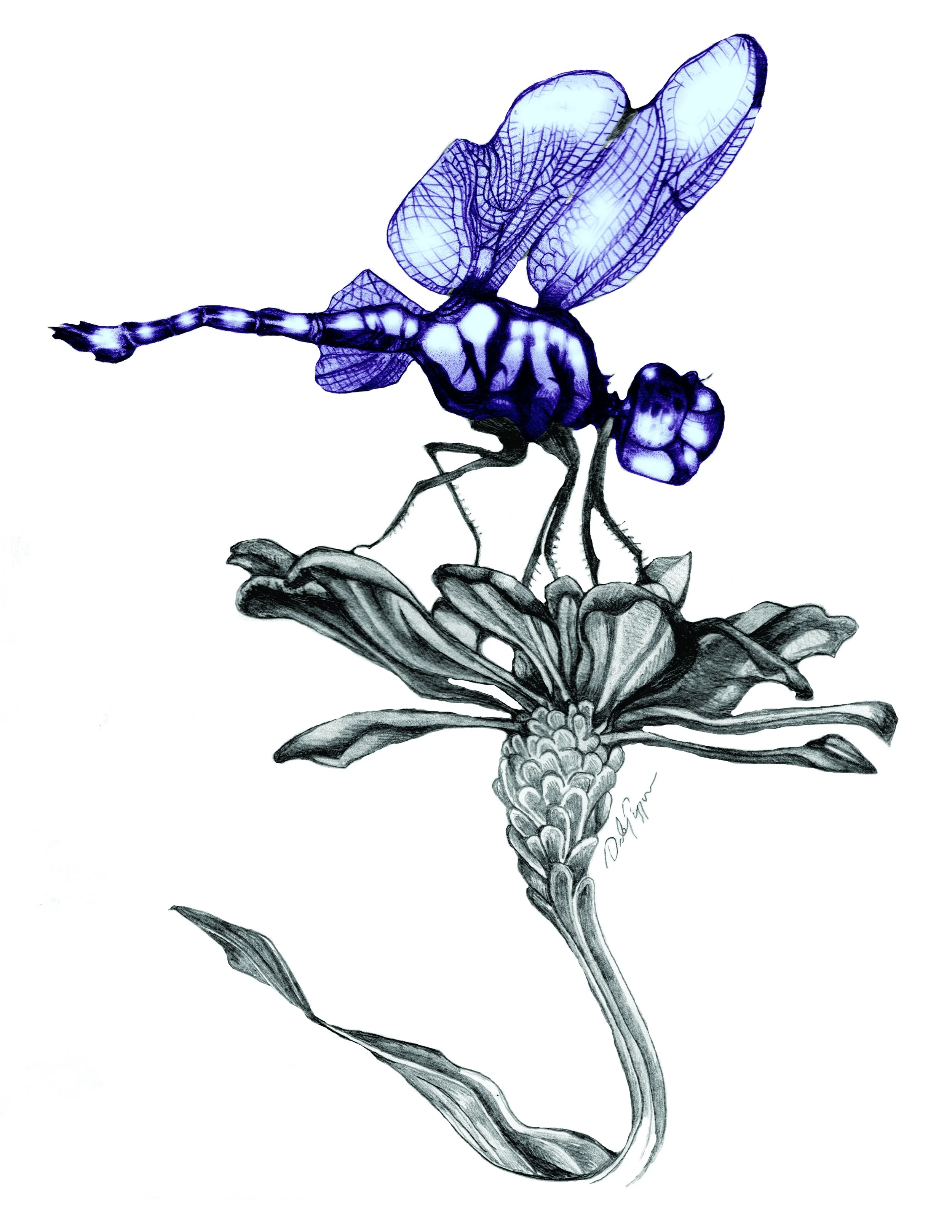 Dragonfly3 Color.jpg