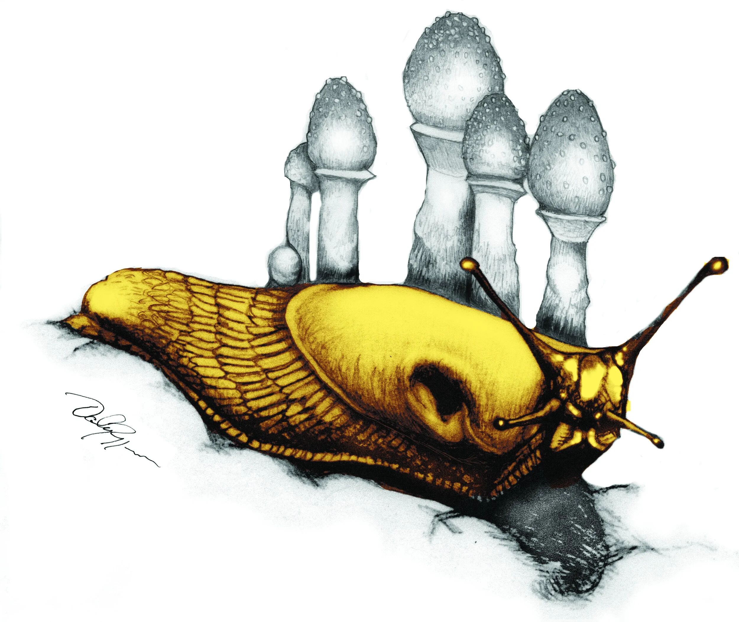 Slug 3 color.jpg