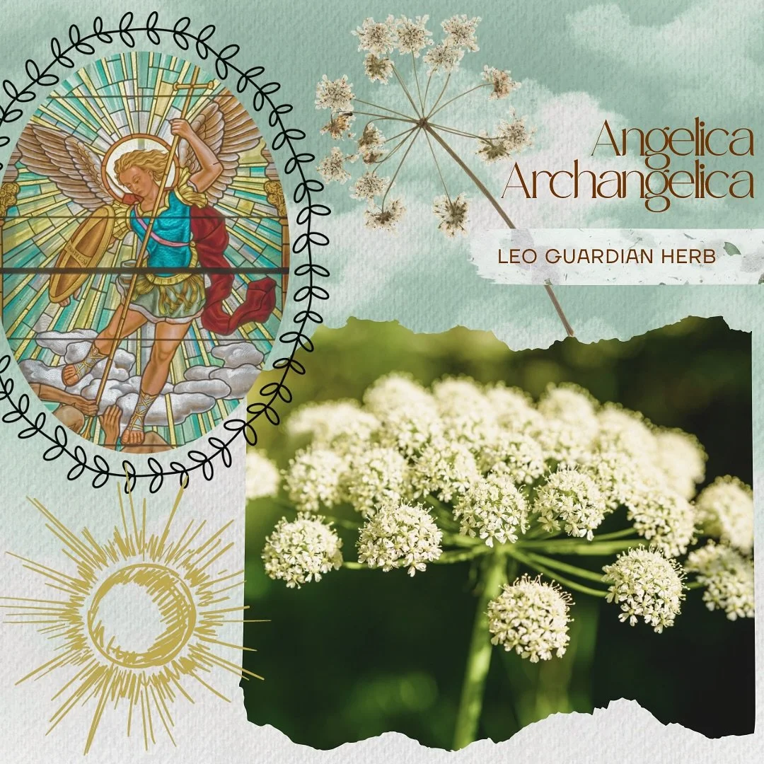 🦁Leo Guardian Herb 🦁
Angelica &bull; Angelica archangelica

Physicality
&bull; antibacterial - inhibits bacterial growth
&bull; antispasmodic - helps to reduce spasms in muscles
&bull; circulatory stimulant - enhances heart function and stimulates 