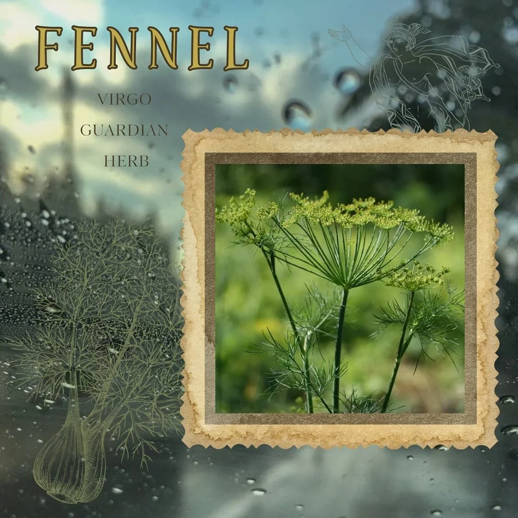 🌾 Virgo Guardian Herb 🌾
Fennel &bull; Foeniculum vulgare

Physicality
&bull; carminative + antispasmodic &bull; reduces discomfort from gas, cramping, and bloating. These properties pass through breastmilk to comfort colicky babies
&bull; stomachic