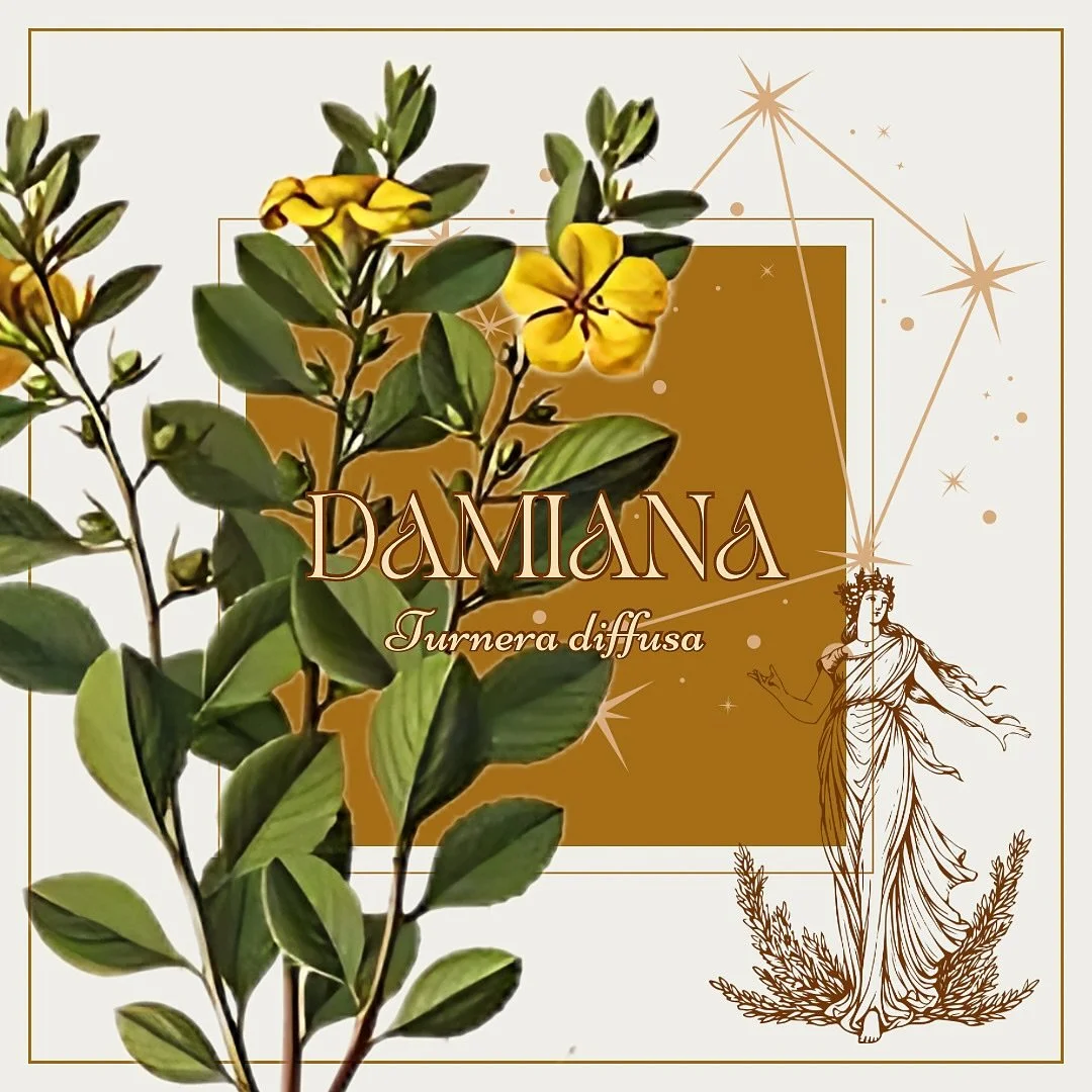 ⚖️ Libra Guardian Herb ⚖️
Damiana &bull; Turnera diffusa

Physicality
&bull; aphrodisiac &bull; increases libido + sexual sensation by increasing blood flow to the genitalia
&bull;anti inflammatory &bull; reduces inflammation from cystitis + urethrit