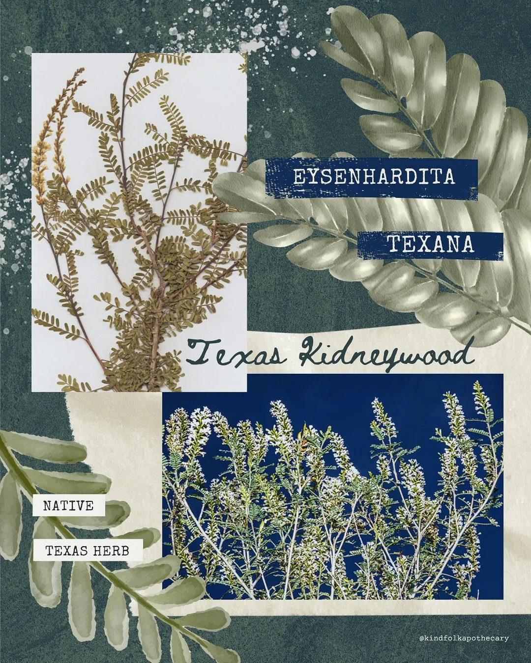 KNOW YOUR NATIVES

We&rsquo;re happy to bring this series back where we share a Texas Native herb once a month. It used to be called &ldquo;Know Your Roots&rdquo;, but with Indigenous People&rsquo;s Day that just passed and October being an opportuni