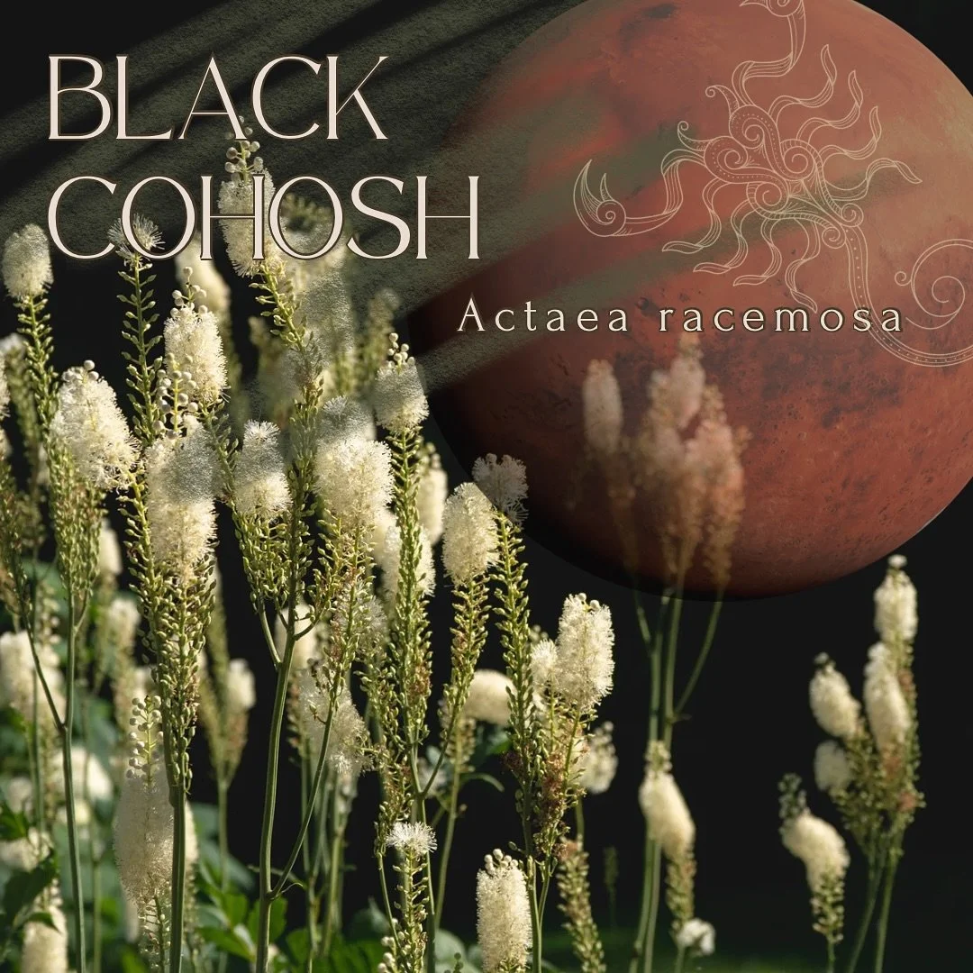 🦂 Scorpio Guardian Herb 🦂
Black Cohosh &bull; Actaea racemosa

Physicality
&bull; pelvic decongestant + uterine tonic &bull; regulates menstrual cycle and can help reduce symptoms of PMS and menopause
 antispasmodic + analgesic &bull; reduces dull,