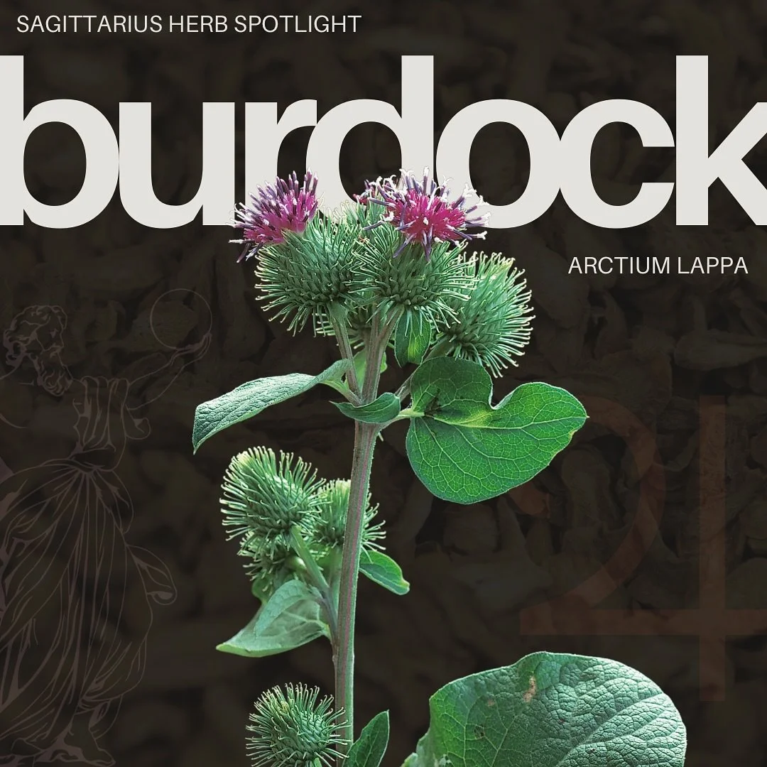 🏹 Sagittarius Herb Spotlight 🏹
Burdock Root &bull; Arctium lappa

Physicality
&bull; alterative + lymphatic &bull; traditionally used for chronic skin conditions like acne, boils, rashes and eczema by encouraging proper liver detoxification (often 