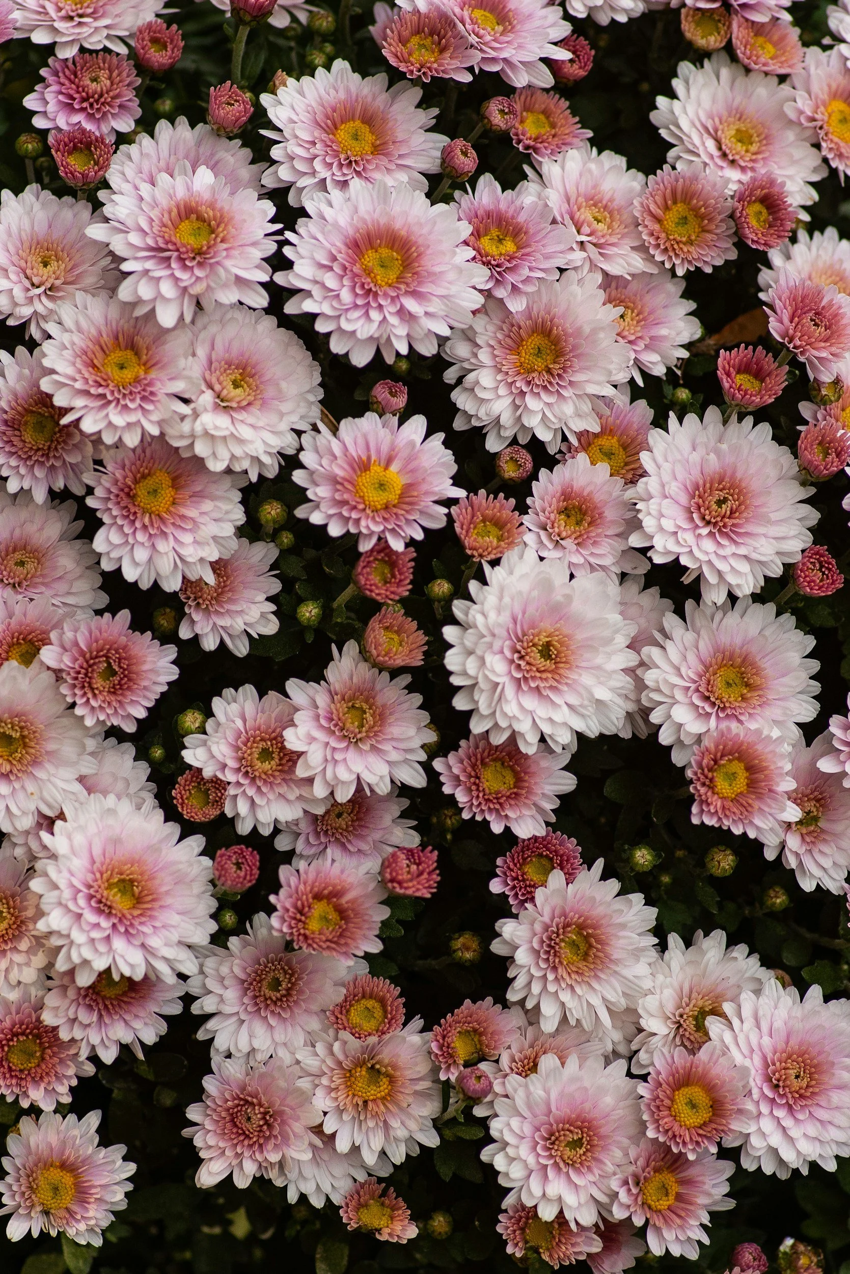Chrysanthemum • Chrysanthemum morifolium