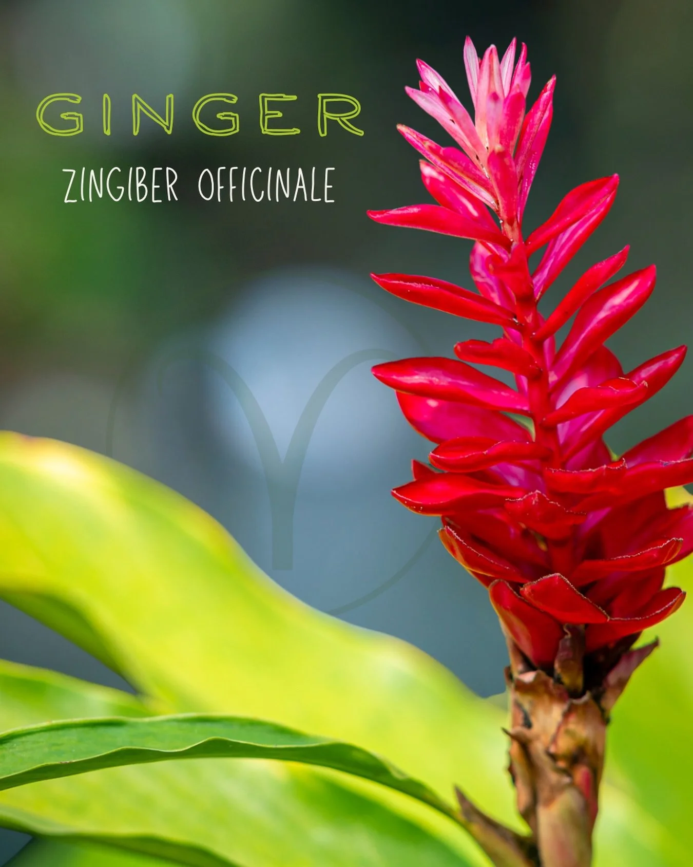 🐏 Aries Guardian Herb 🐏
Ginger &bull; Zingiber officinale

Physicality
&bull; anti inflammatory, antispasmodic &amp; carminative &bull;  traditionally used to ease nausea from morning sickness, motion sickness and chemotherapy
&bull; circulatory st