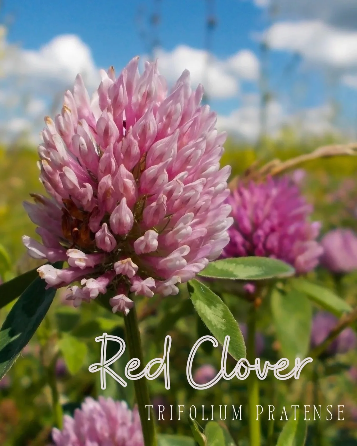 🐂 Taurus Guardian Herb 🐂
Red Clover &bull; Trifolium pratense

Herbal Actions: alterative, anti-inflammatory, antioxidant, mildly expectorant, nutritive, lymphatic

Physicality
&bull; traditionally used longterm for its vitamin and mineral content 
