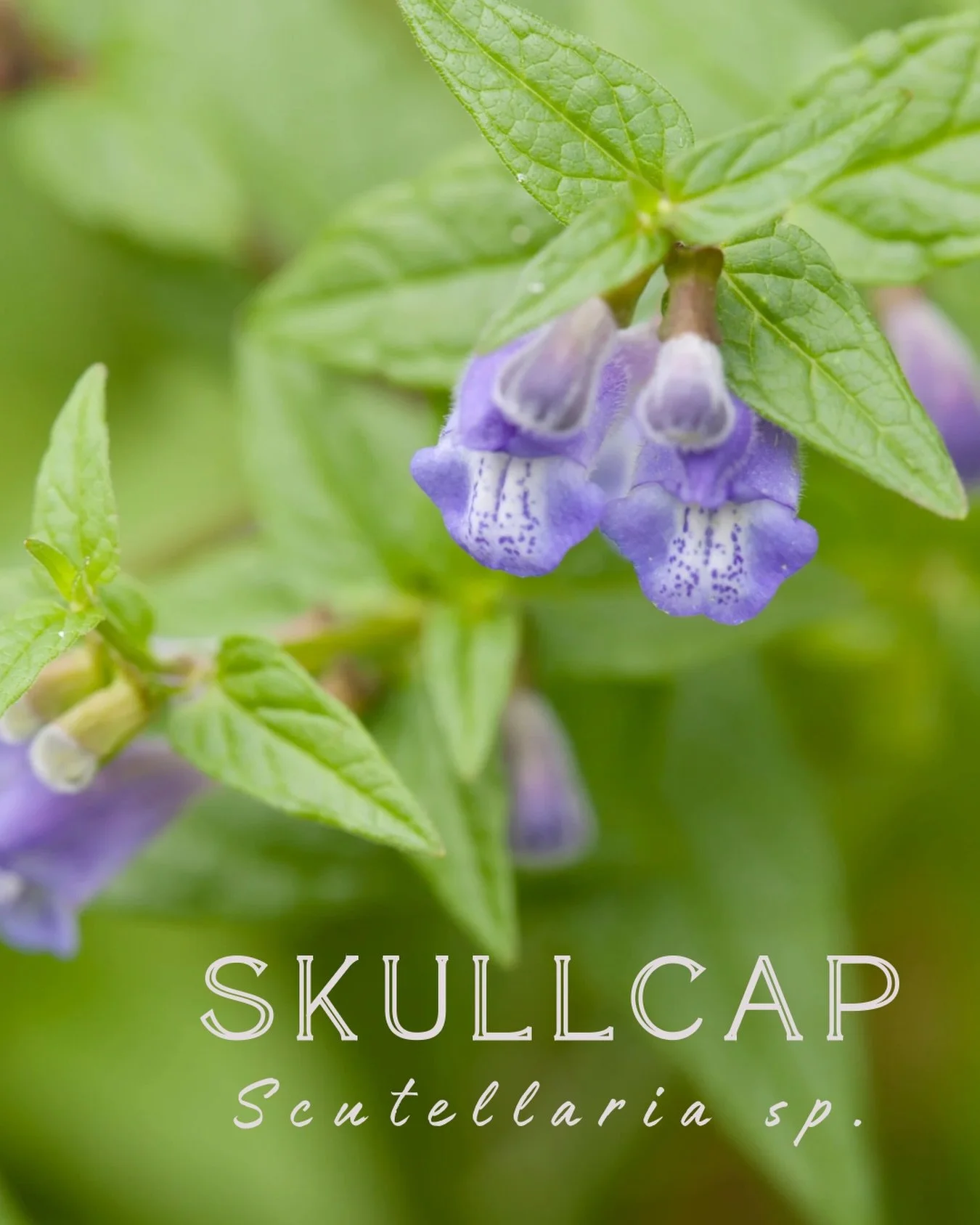 🌀Gemini Guardian Herb 🌀
Skullcap &bull; Scutellaria lateriflora, Scutellaria sp. (pictured: Scutellaria galericulata)

Herbal Actions: antispasmodic, bitter tonic, nervine, sedative, trophorestorative to nervous system

Physicality:
&bull; replenis