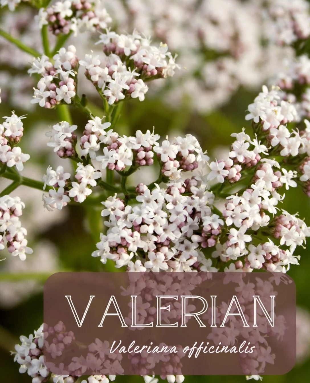 🌾 Virgo Guardian Herb 🌾
Valerian &bull; Valeriana officinalis

Physicality: 
&bull; soporific nervine &bull; encourages deep, restful sleep with consistent sleep patterns (high doses can cause morning grogginess) *some may experience more intense d