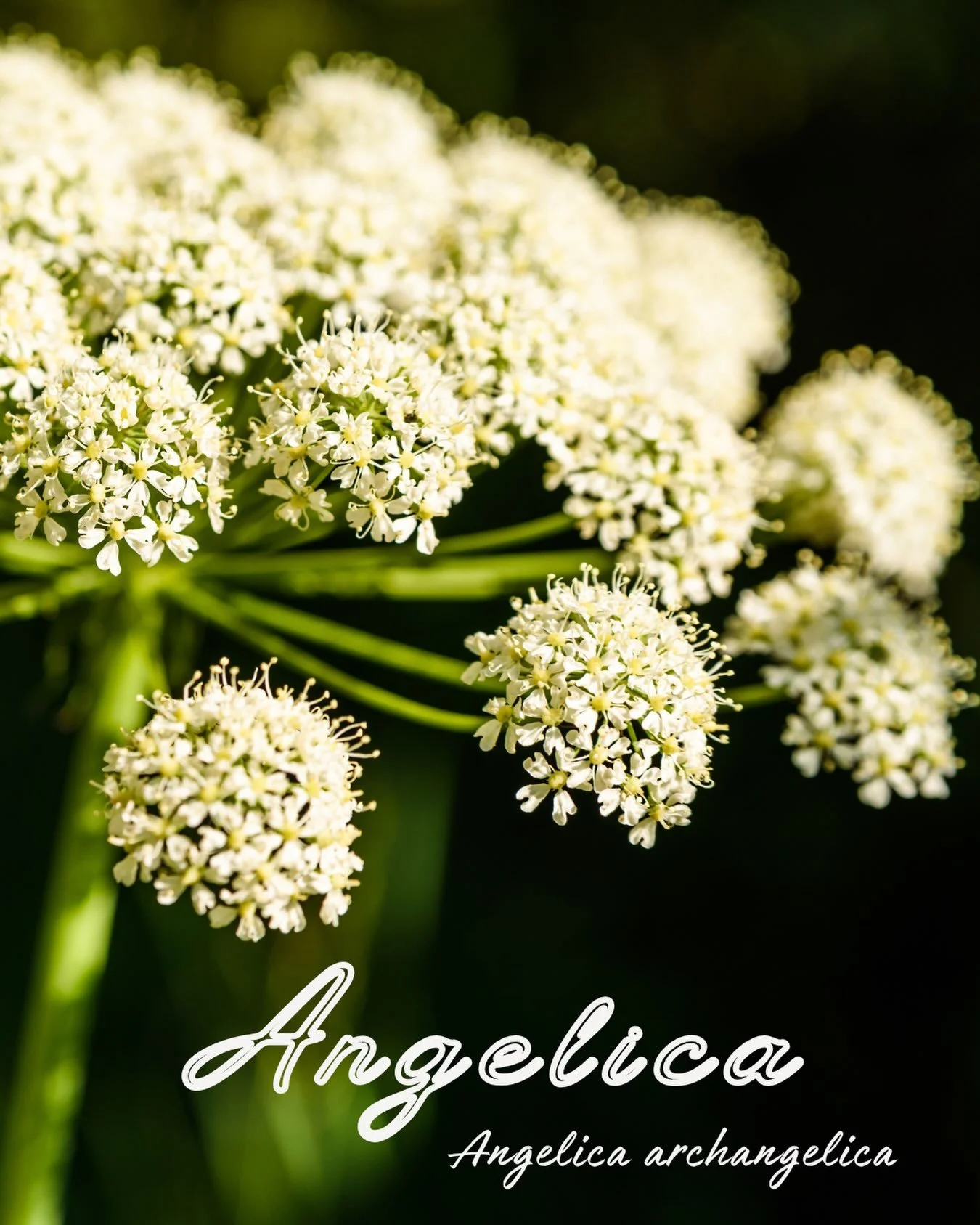 ⚖️ Libra Guardian Herb ⚖️
Angelica &bull; Angelica archangelic

Physicality: 
&bull; antispasmodic circulatory stimulant &bull; reduces stomach, intestinal and menstrual cramping
&bull; emmenagogue &bull; encourages onset of menses
&bull; antibacteri