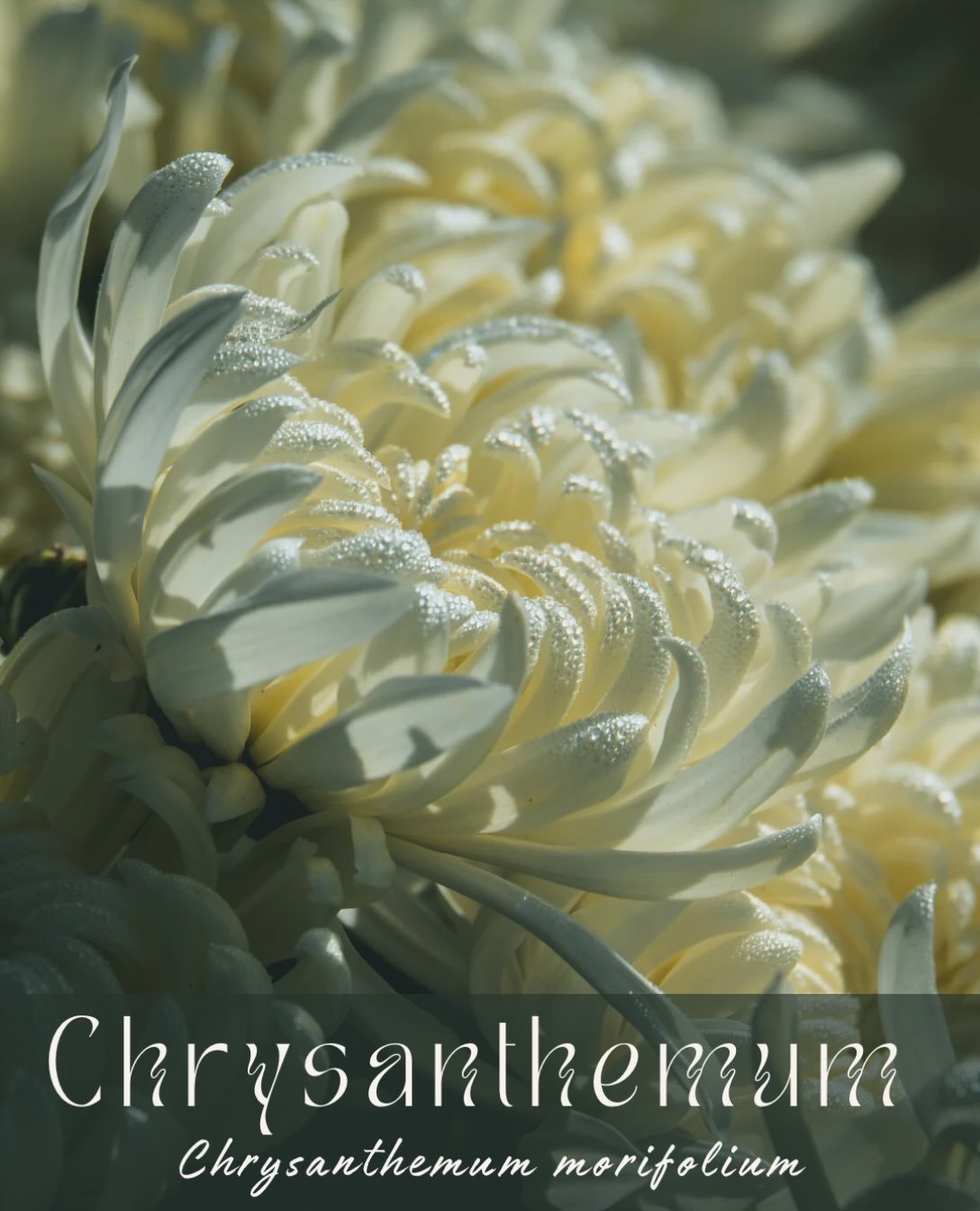 🦂 Scorpio Guardian Herb 🦂
Chrysanthemum &bull; Chrysanthemum morifolium

Physicality: 
&bull; antioxidant + immuno-modulatory &bull; considered a longevity tonic in TCM and has long been used to treat vertigo, headache, sore throats, and colds + fl