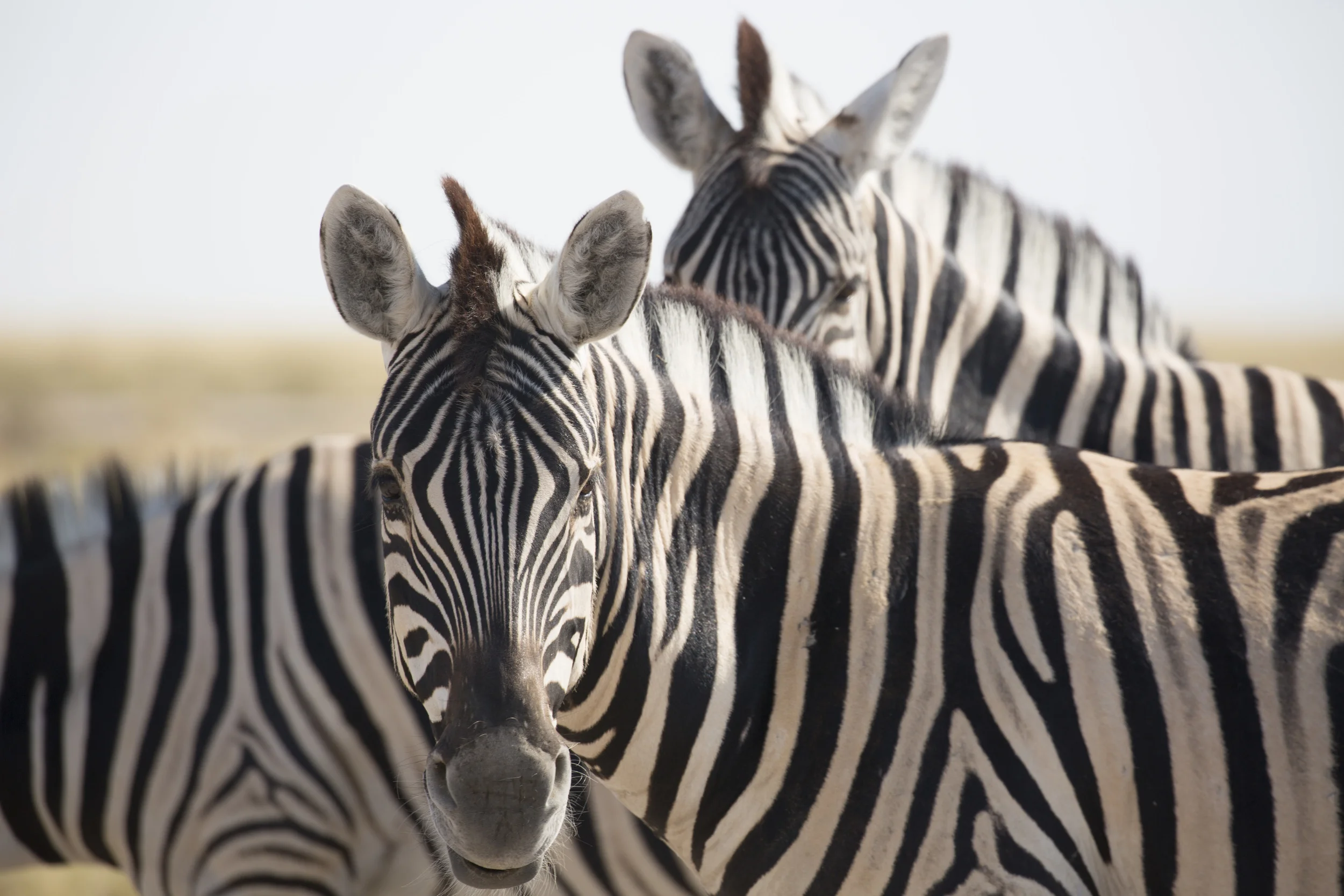 Zebra, Etosha National Park, Namibia