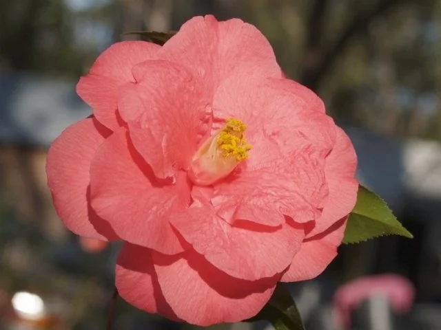 Magnolia Park Planting Project — Savannah Camellia Festival