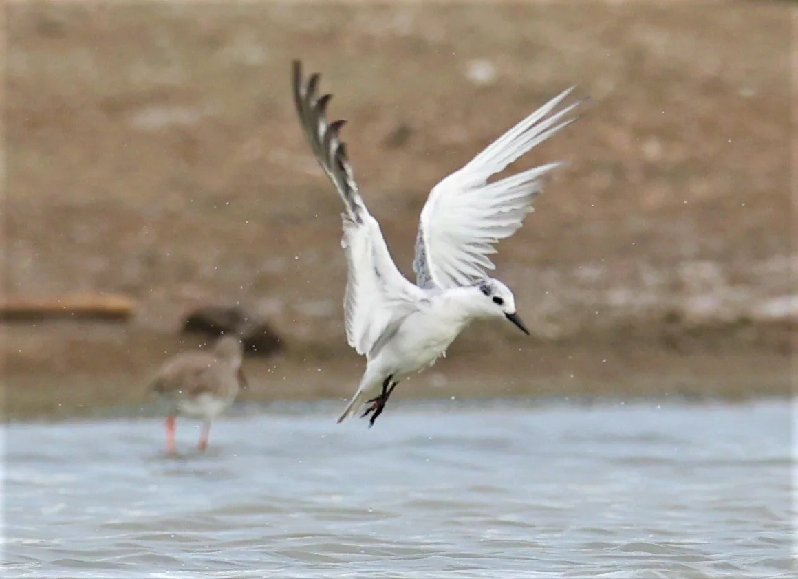 TERN - COMMON TERN - Sterna hirundo - BANG PAKONG SALT PANS CHACHOENGSAO WEST OF RIVER (20).jpg
