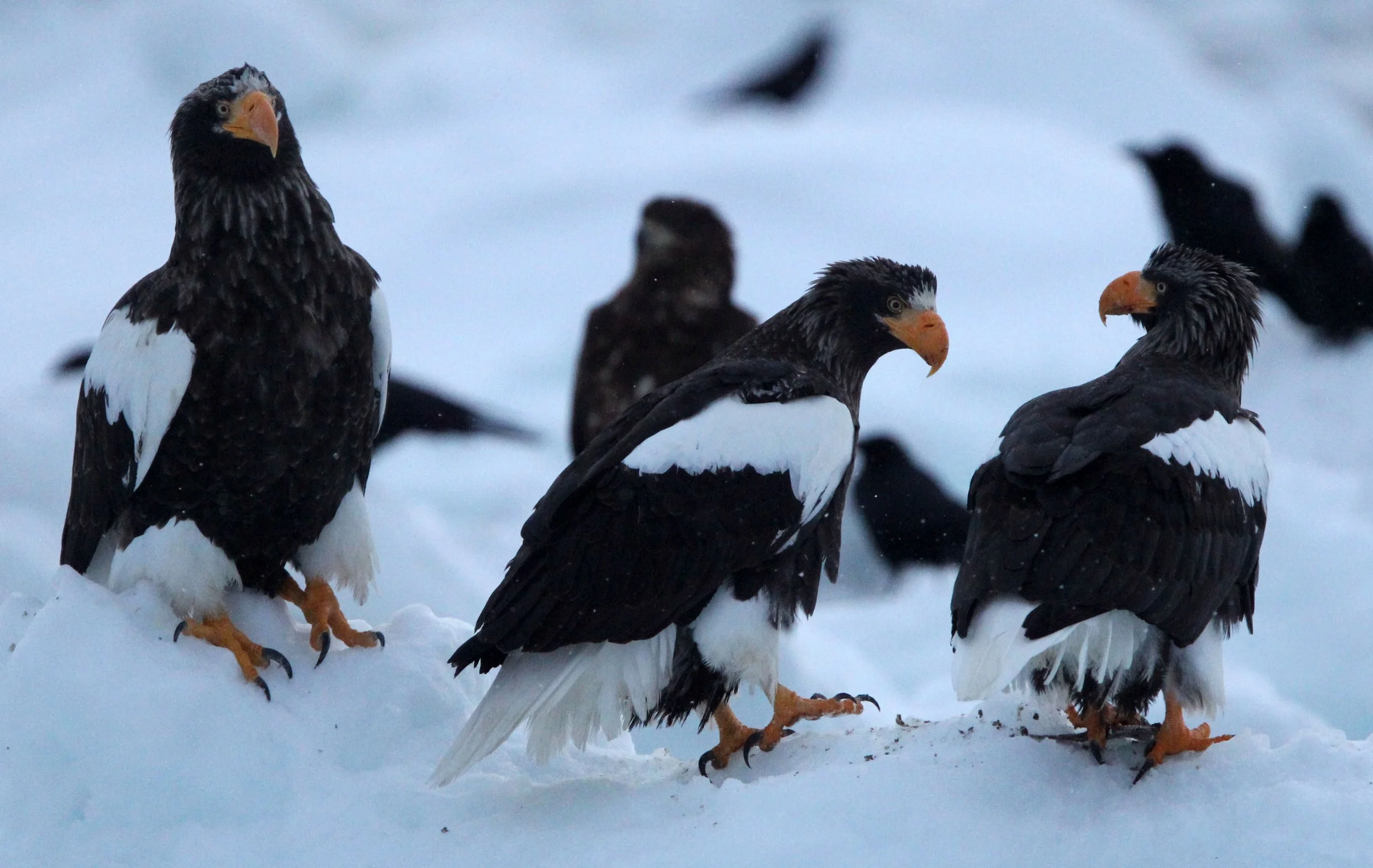 BIRD - EAGLE - STELLER'S SEA EAGLE - RAUSU, SHIRETOKO PENINSULA & NATIONAL PARK, HOKKAIDO JAPAN (16).JPG