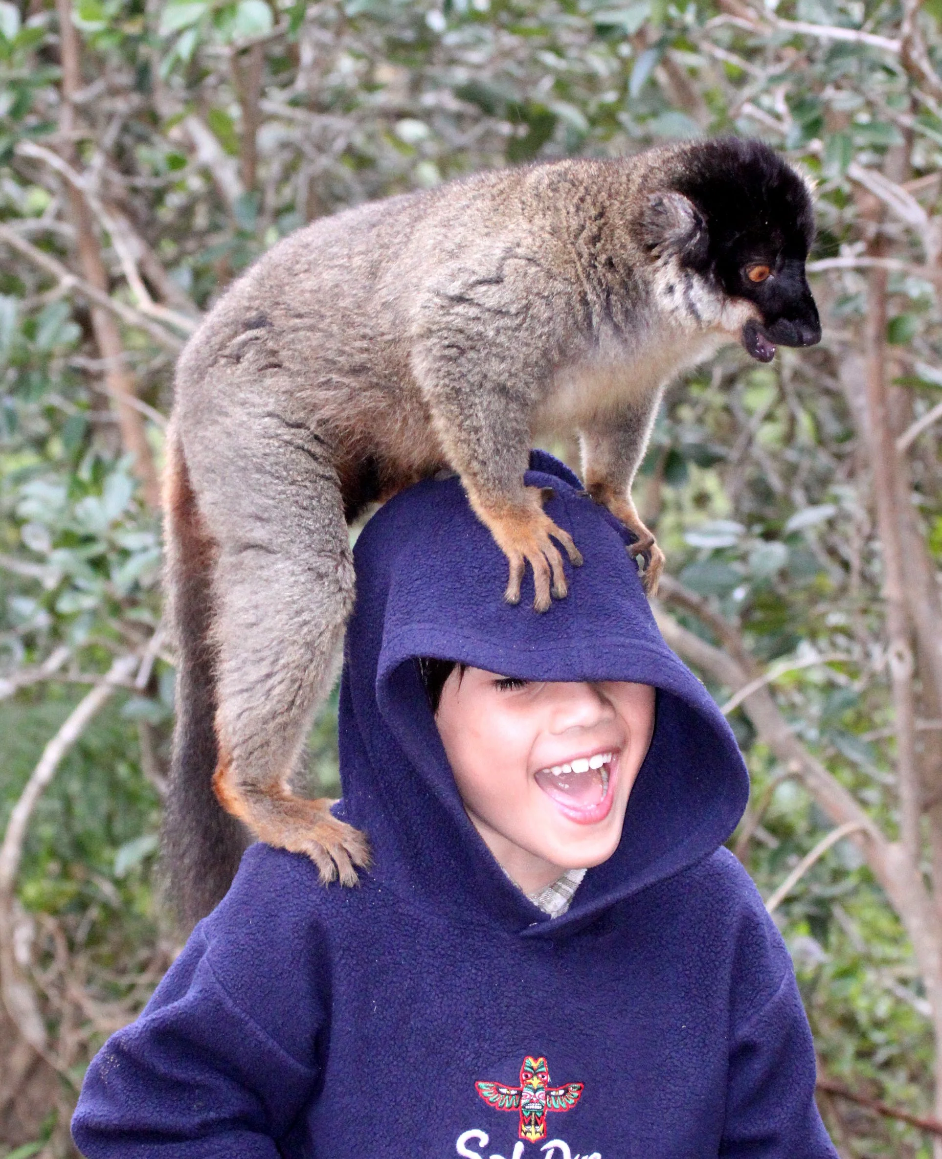 LEMURIDAE - Eulemur fulvus - COMMON BROWN LEMUR - ANDISABE NATIONAL PARK MADAGASCAR - VAKONA LODGE (14).JPG