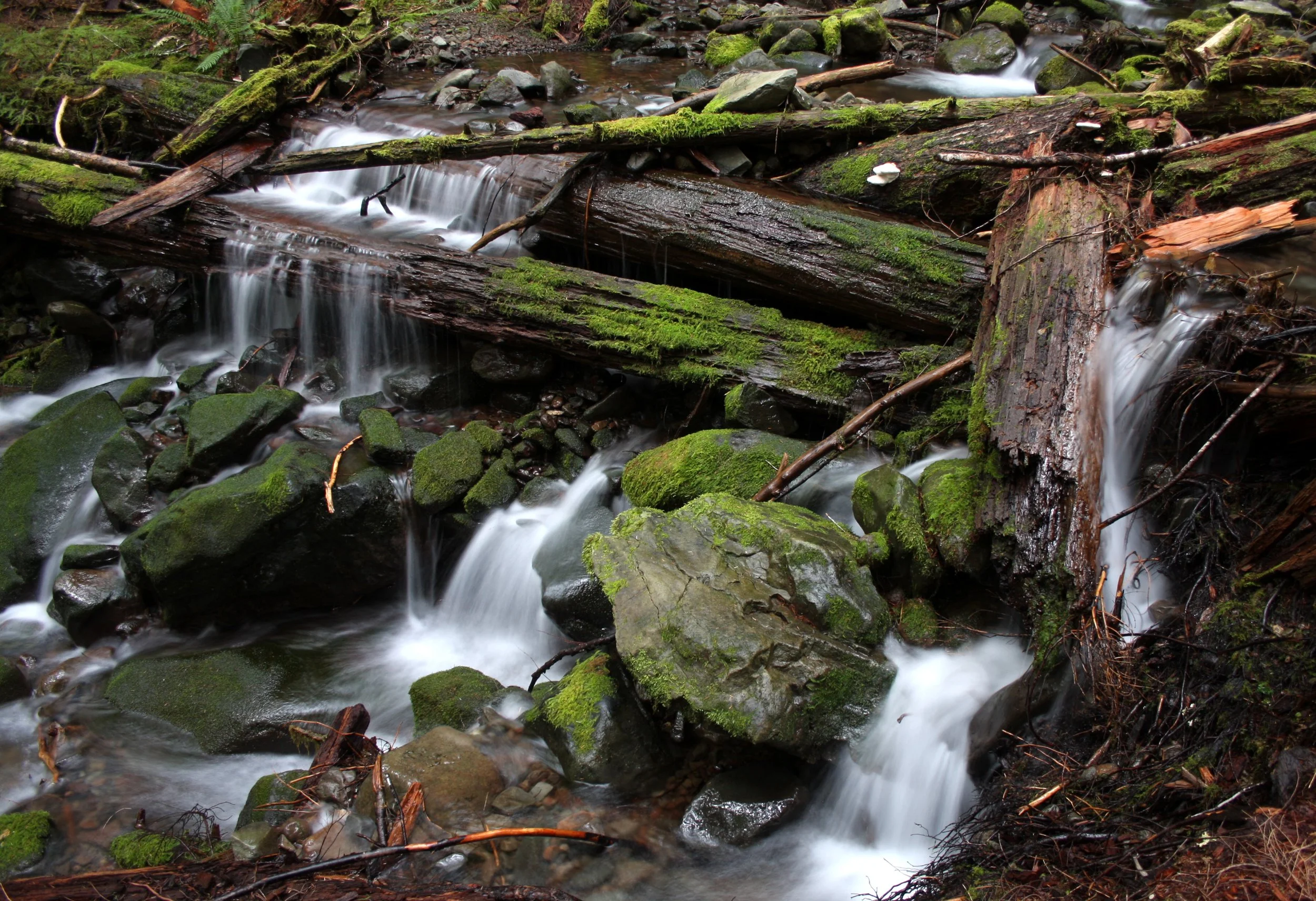 SOL DUC FALLS AND FOREST - ONP WA (107).JPG