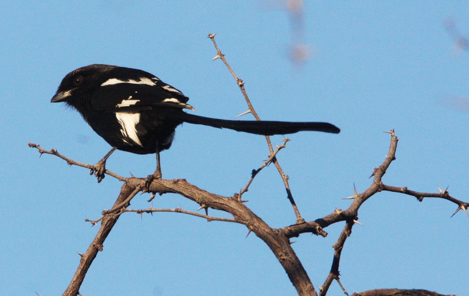 Magpie (Long-tailed) Shrike (Lanius melanoleucus) Khwai Camp Botswana (7).JPG