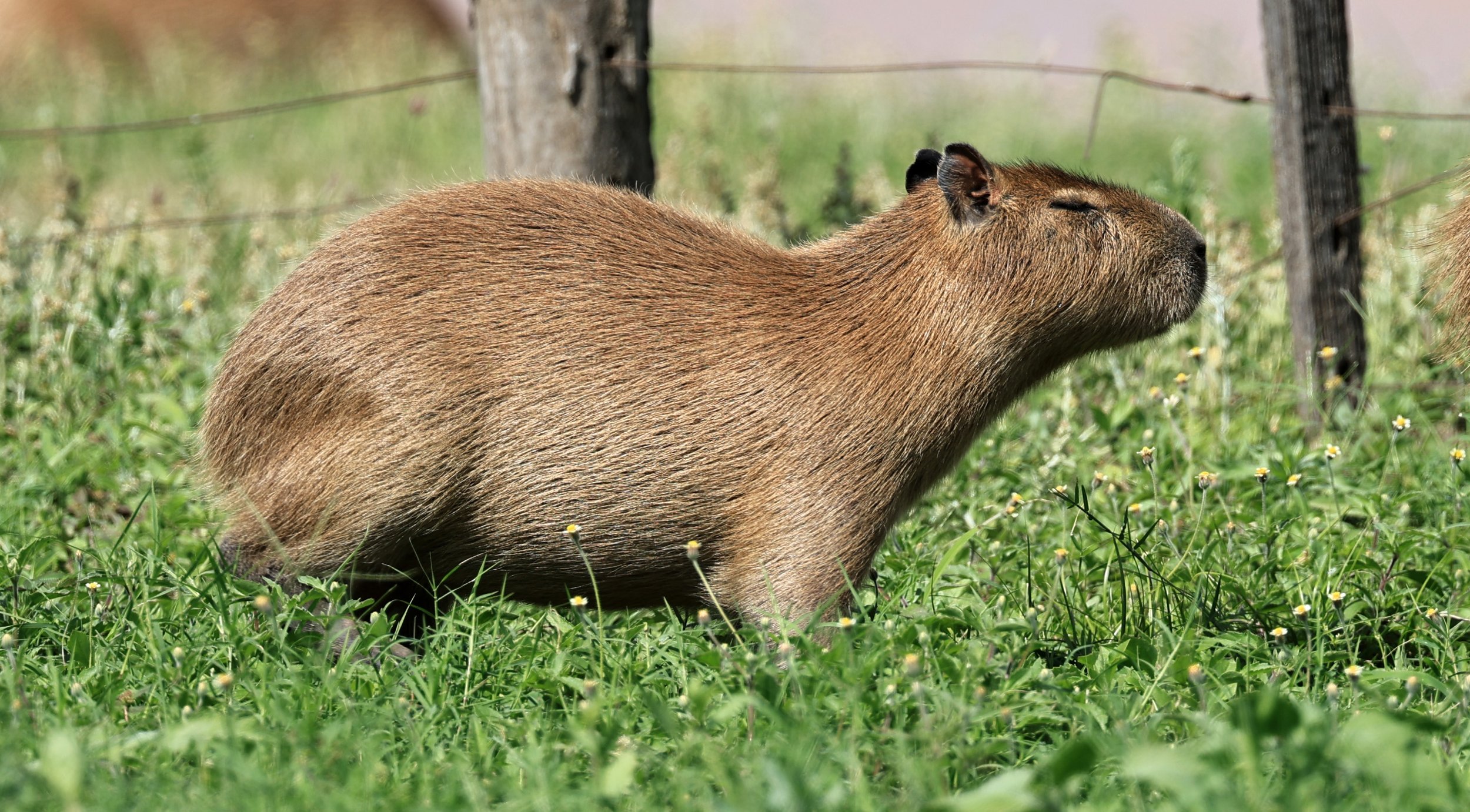 Capybara (Hydrochoerus hydrochaeris) Loma Plata Paraguay - Brunnen Strasse (54).jpg