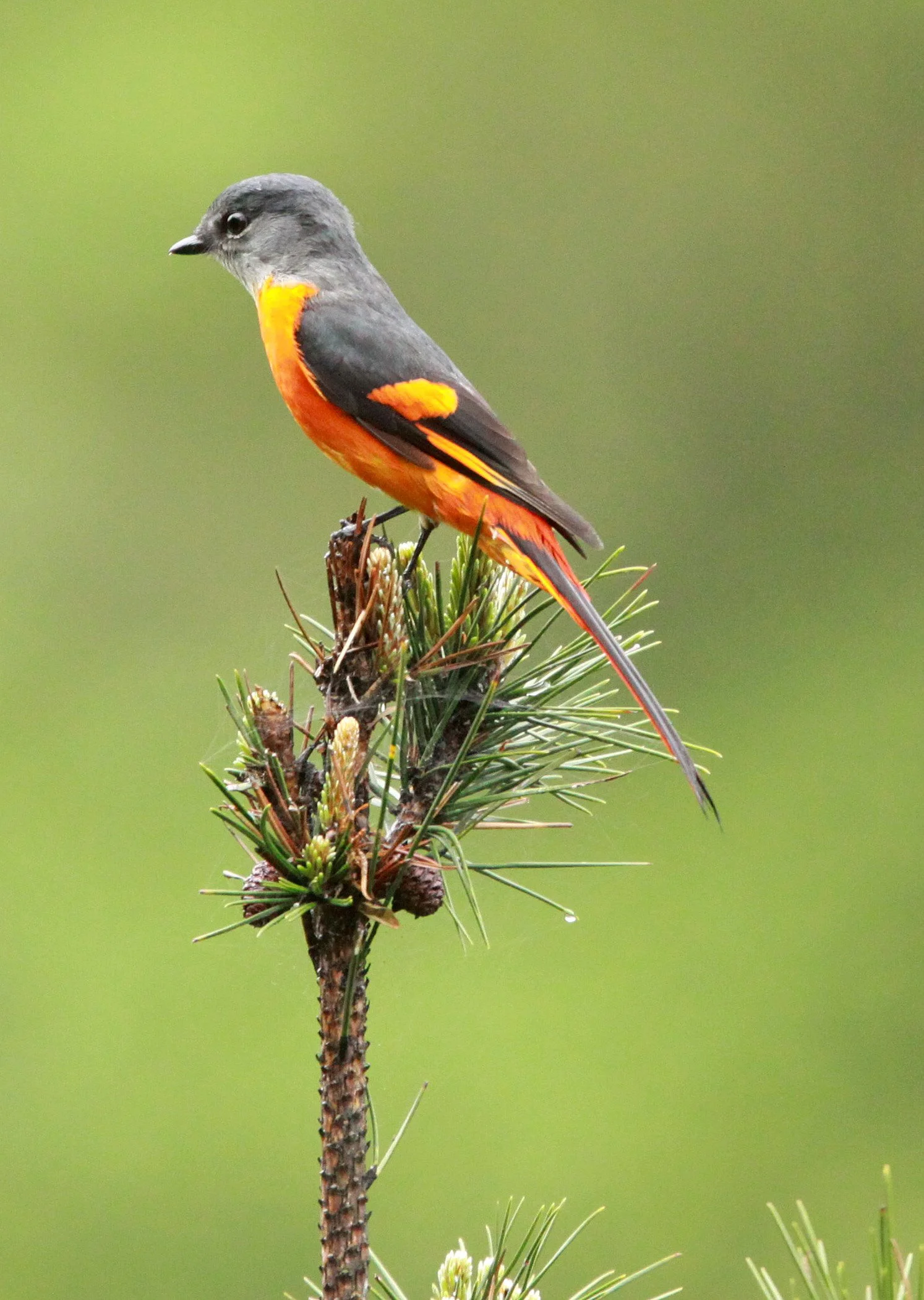 Gray-chinned Minivet (Pericrocotus solaris) Anhui Province China (15).JPG