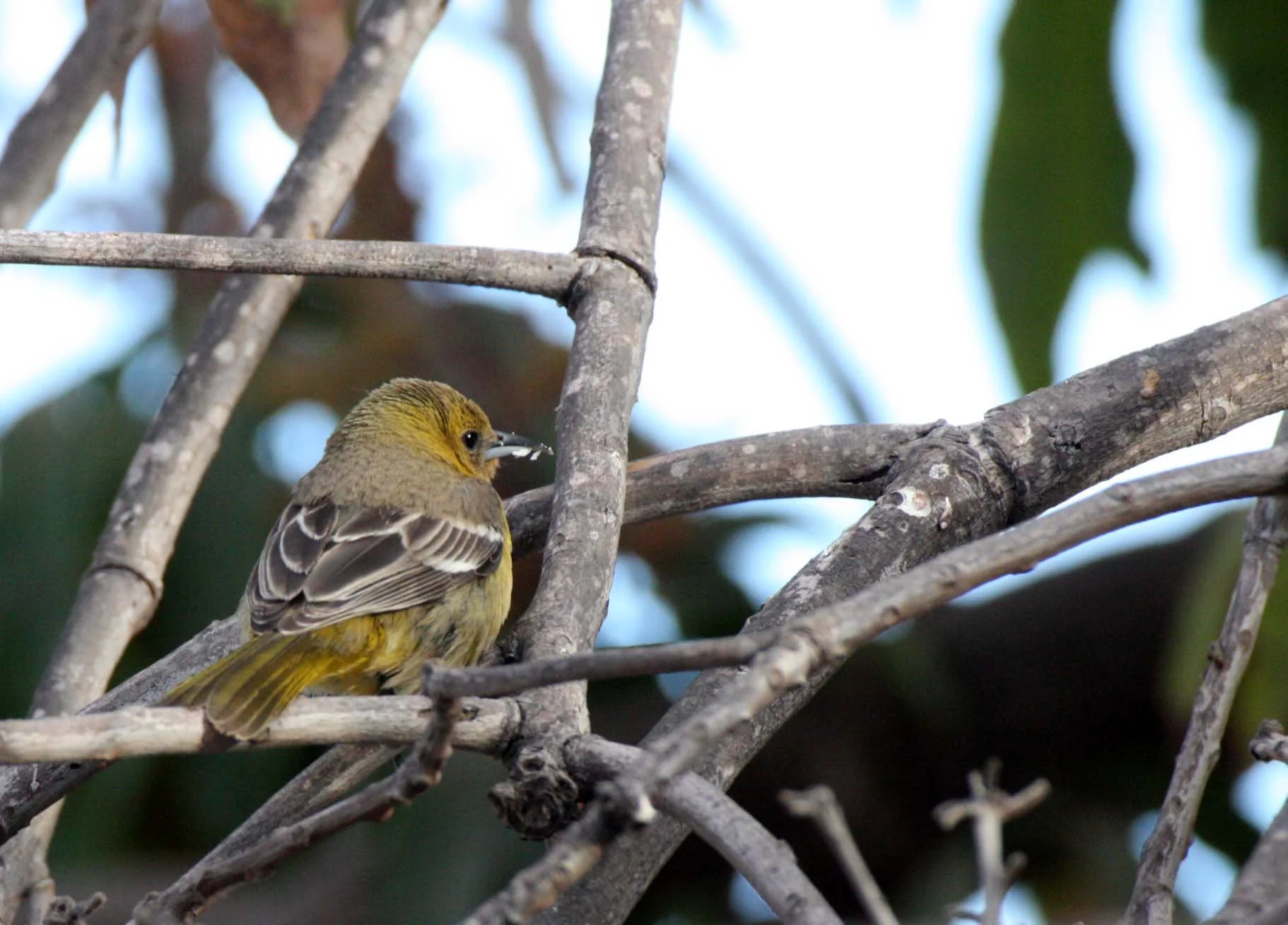 Hooded Oriole (Icterus cucullatus) Loreto Baja Mexico (5).JPG