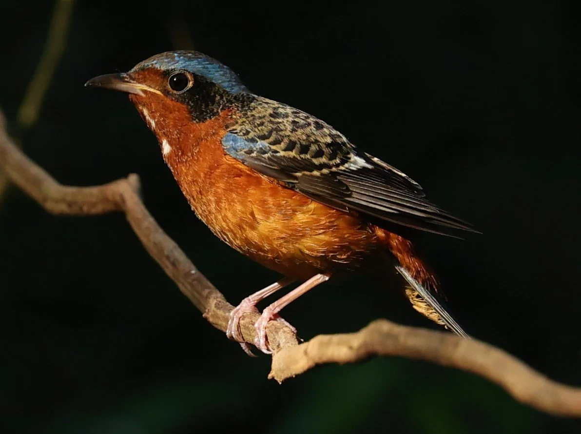 ROCK-THRUSH - WHITE-THROATED ROCK-THRUSH - Monticola gularis - WAT THAM PRATHUM CHONBURI JAN 30 2022 (63).jpg