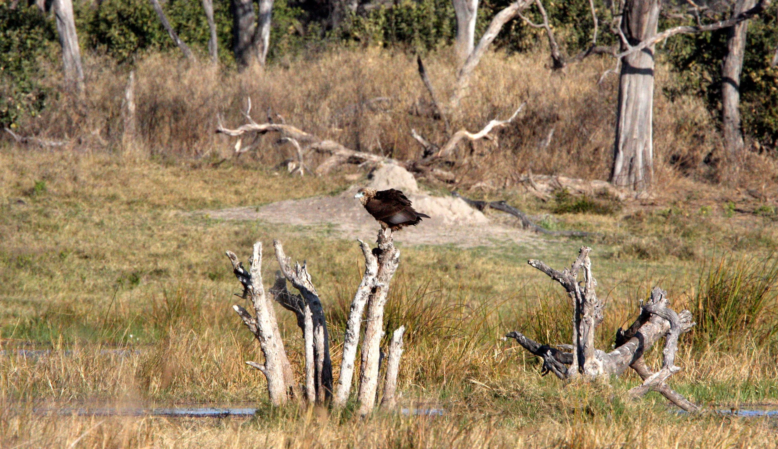Terathopius ecaudatus - BATELEUR - KHWAI CAMP OKAVANGO BOTSWANA (3).JPG