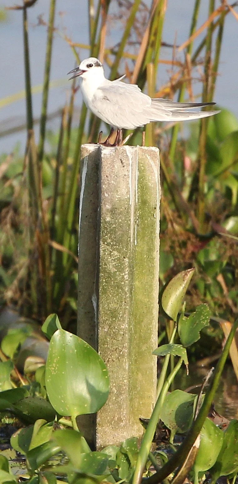 TERN - WHISKERED TERN - Chlidonias hybridus - CHAIYA PENINSULA SURAT THANI THAILAND (1).JPG