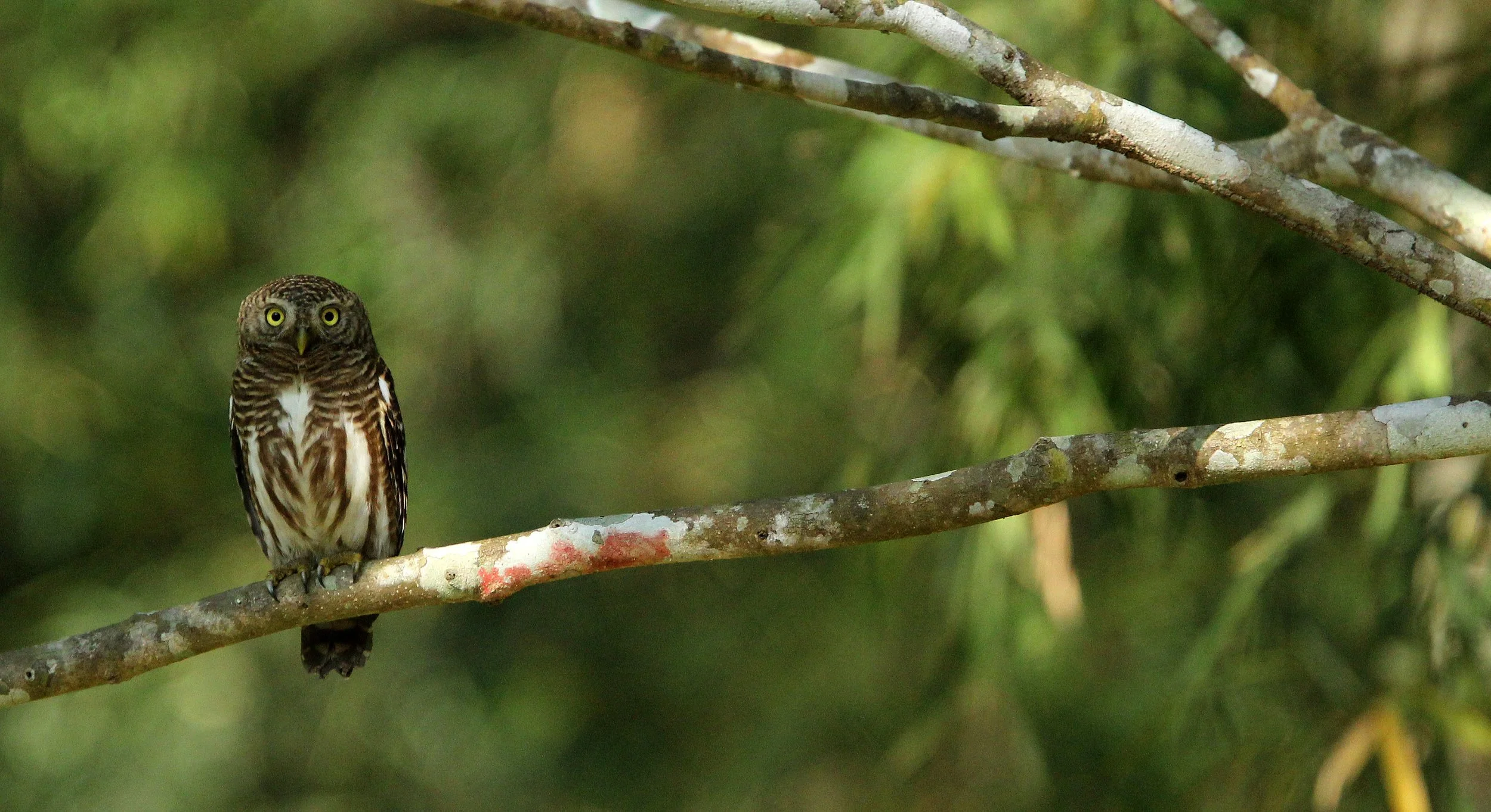 Glaucidium cuculoides - ASIAN BARRED OWLET - HUAI KHA KHAENG NATURE RESERVE THAILAND (59).JPG