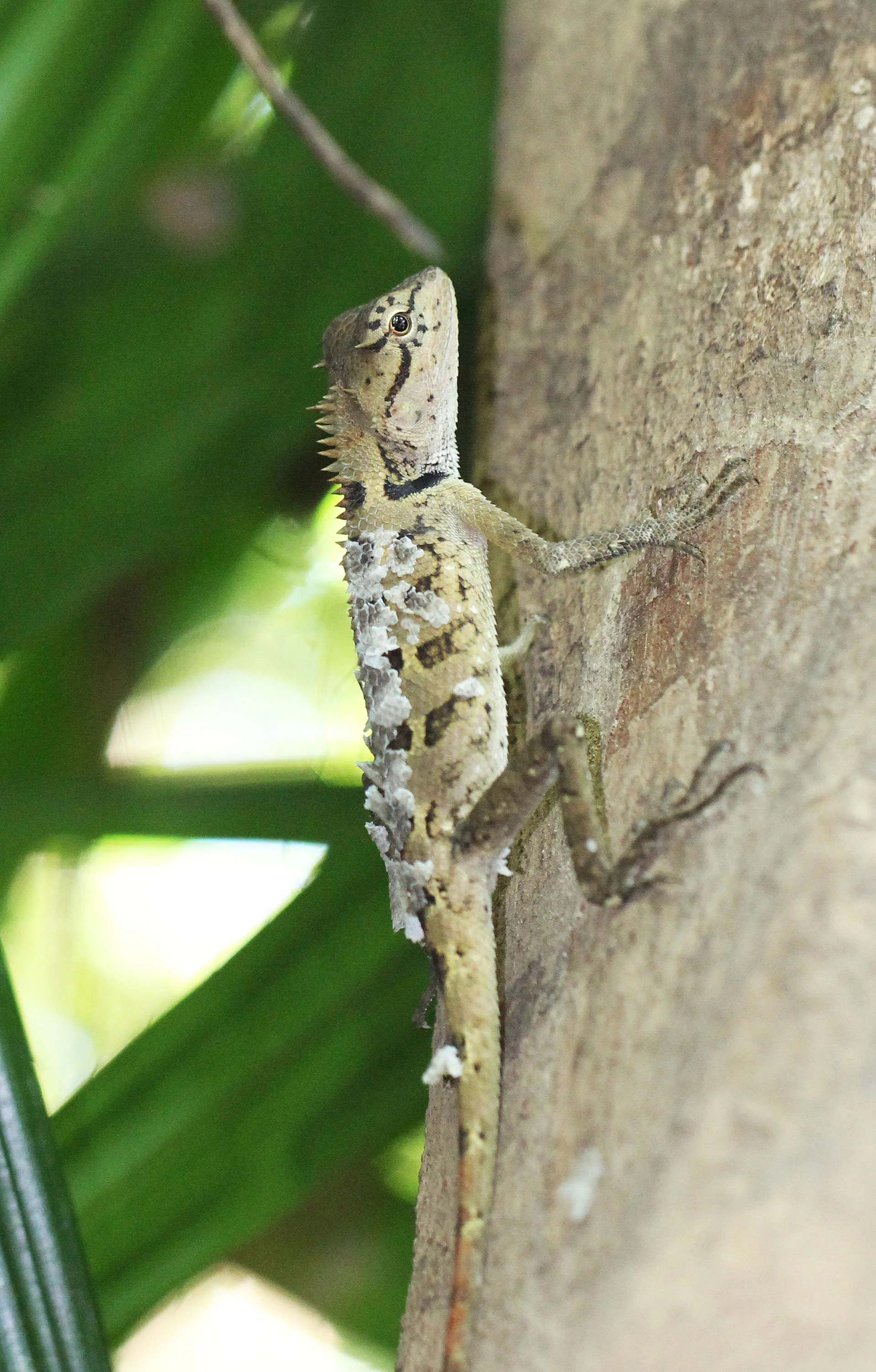 2015 Koh Lanta Build and Fun (144).JPG