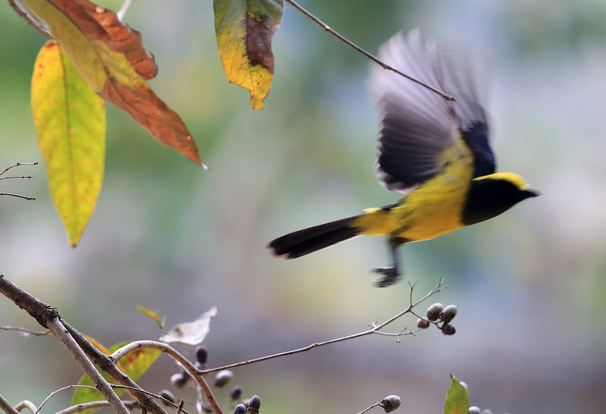 Sultan Tit (Melanochlora sultanea) Kaeng Krachan National Park ESS Expedition 2026(17).jpg