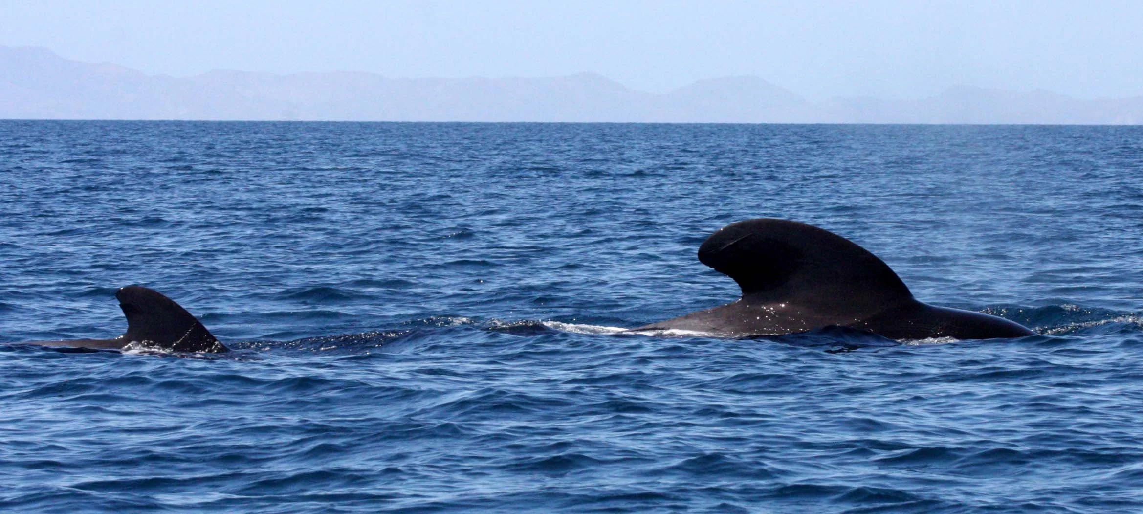 CETACEAN - WHALE - PILOT WHALE - ISLA CATALINA BAJA MEXICO - BAHIA LORETO (38).JPG