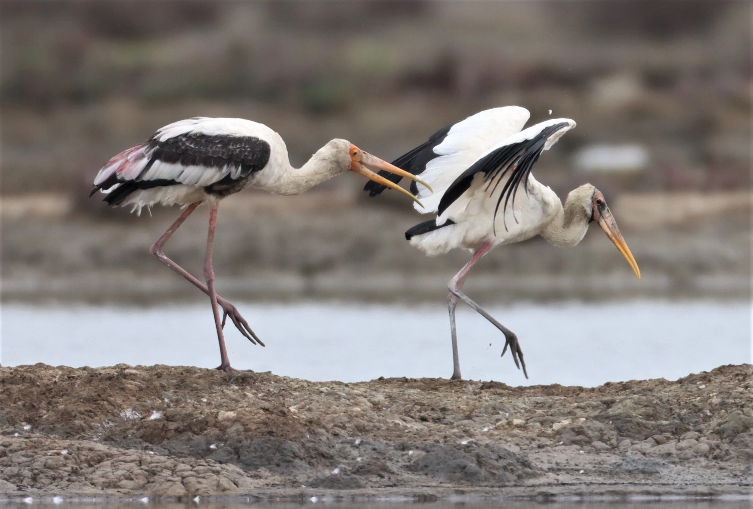 STORK - MILKY STORK - Mycteria cinerea - WITH PAINTED STORK - KHLONG TAMRU CHONBURI (55).jpg
