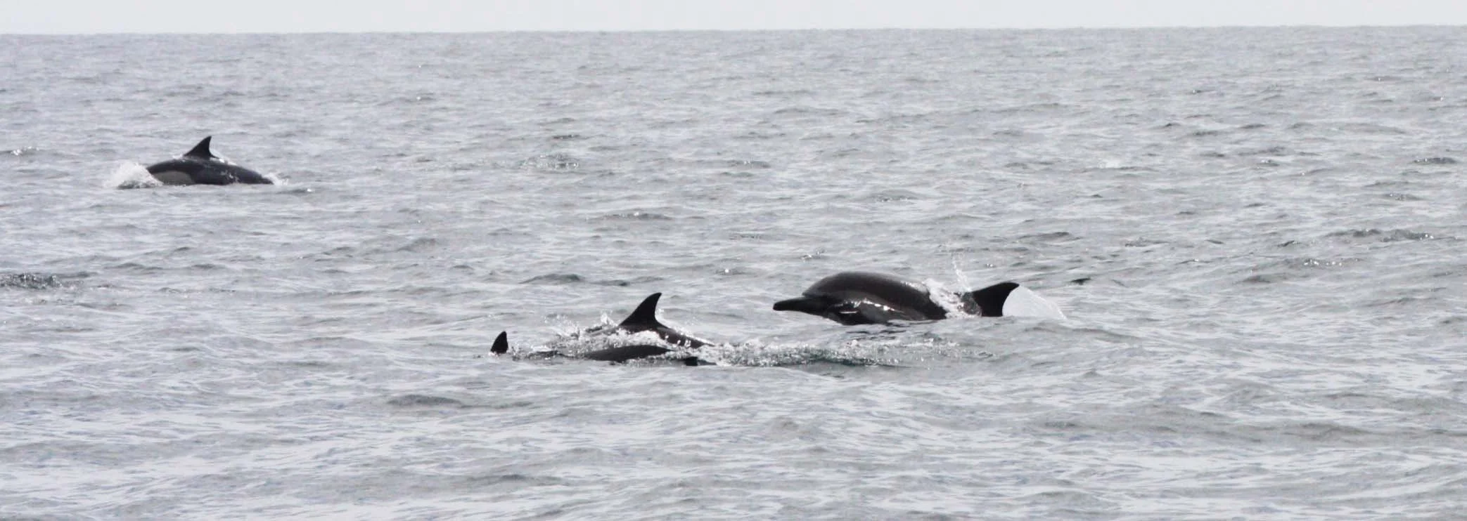 CETACEAN - DOLPHIN - COMMON DOLPHIN - LONG-BEAKED COMMON DOLPHIN - DELPHINUS CAPENSIS - WITH SPINNER DOLPHINS  - STENELLA LONGIVOSTRIS - BAHIA DE LORETO BAJA MEXICO (5).JPG