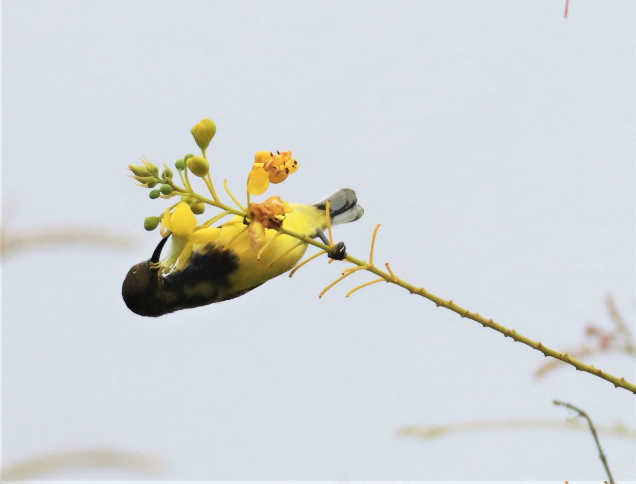SUNBIRD - OLIVE-BACKED SUNBIRD - Nectarinia jugularis - NONG YA PLONG PETCHABURI (78).jpg