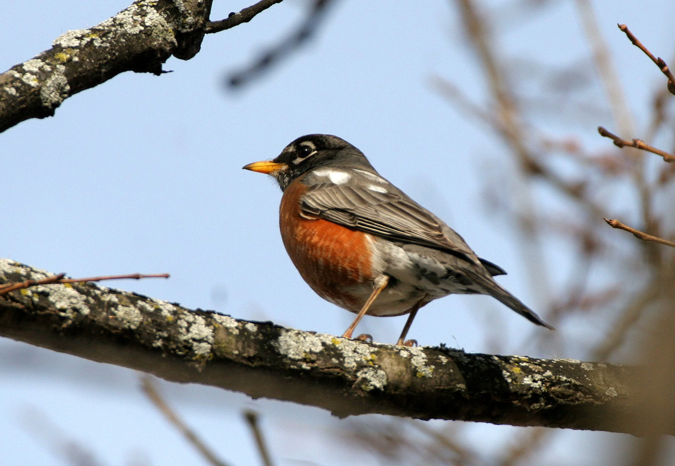 American Robin (Turdus migratorius) Lincoln Marsh Wheaton Illinois (7).JPG