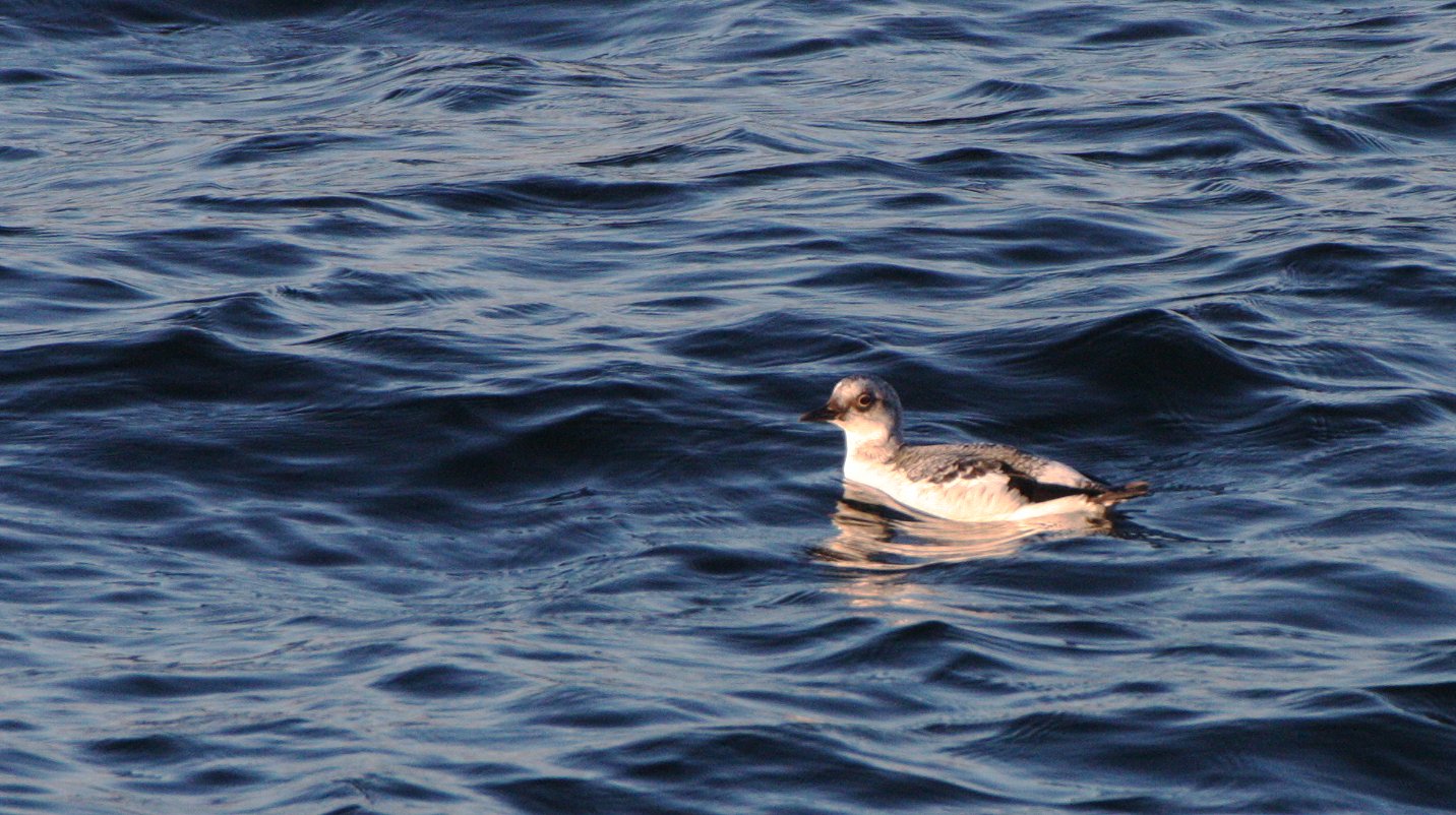 Cepphus columba adiantus - PIGEON GUILLEMOT - ADULT NON-BREEDING - PA HARBOR WA (1).JPG