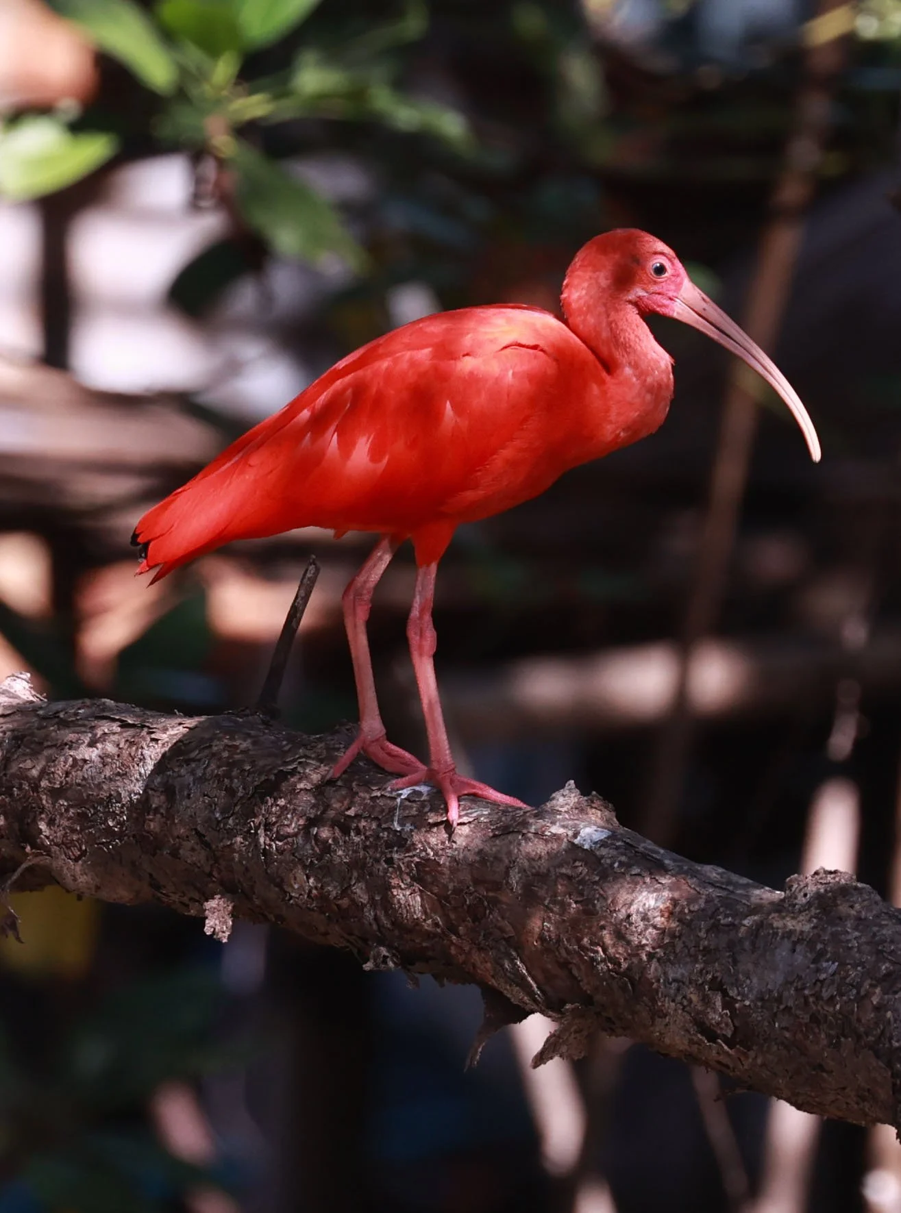 Ibis - Scarlet Ibis - Eudocimus ruber - 29 Songkaow Cafe, Chachoengsao Thailand (67).jpg