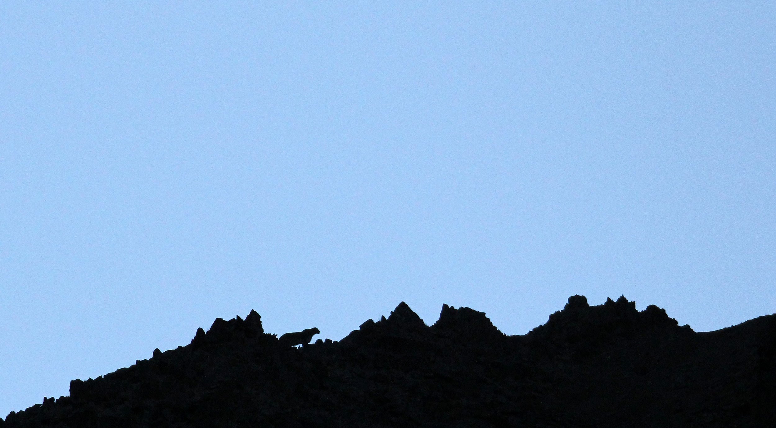Panthera uncia - SNOW LEOPARD - HEMIS NATIONAL PARK - LADAKH INDIA - JAMMU & KASHMIR STATES (397).JPG