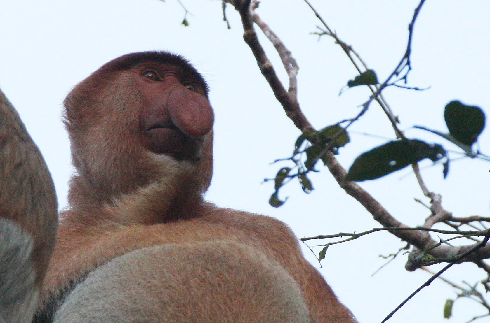 CERCOPITHECIDAE - Nasalis larvatus -PROBOSCIS MONKEY TROOP - KINABATANGAN RIVER BORNEO  (60).JPG